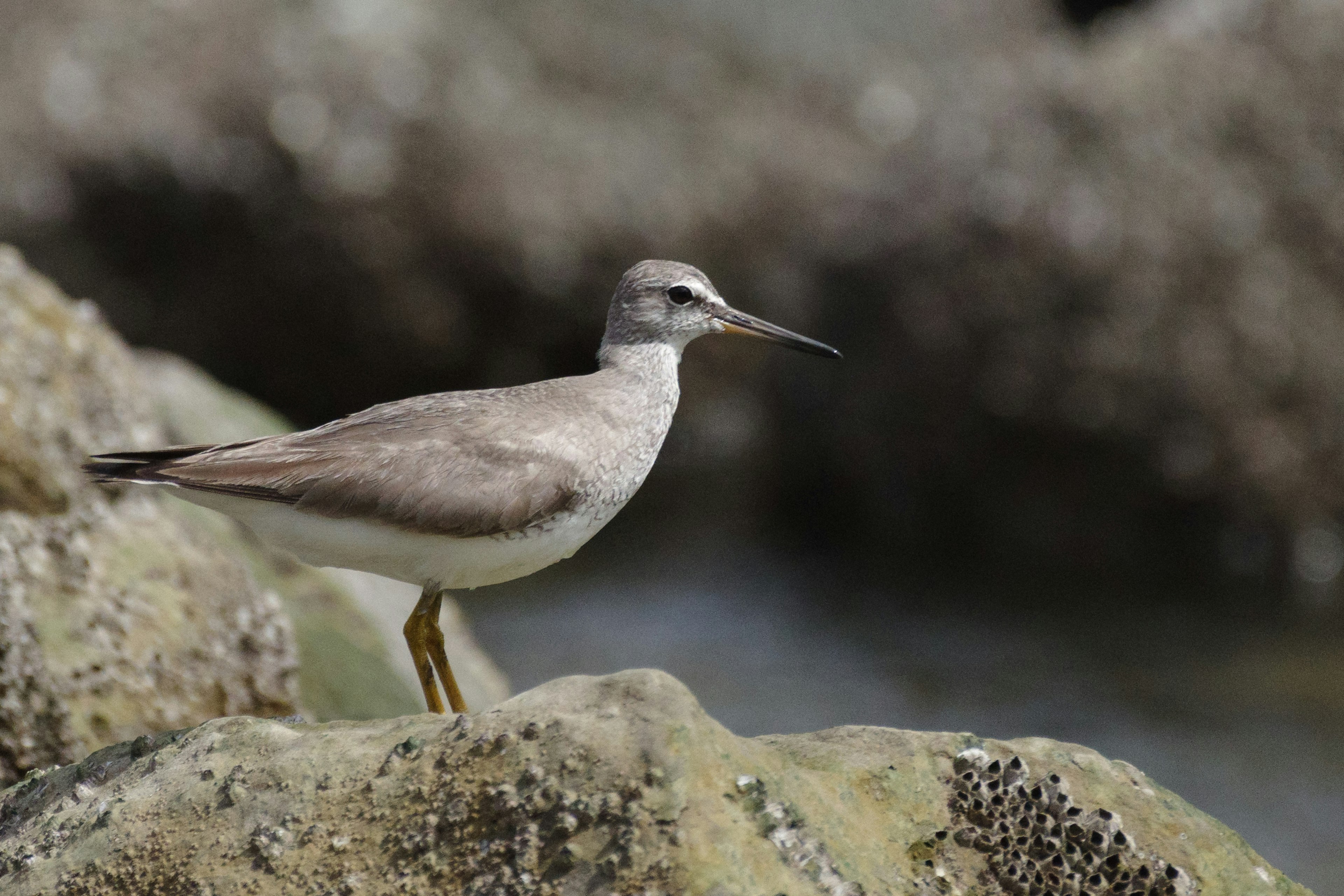 Gray bird standing on a rock by the water