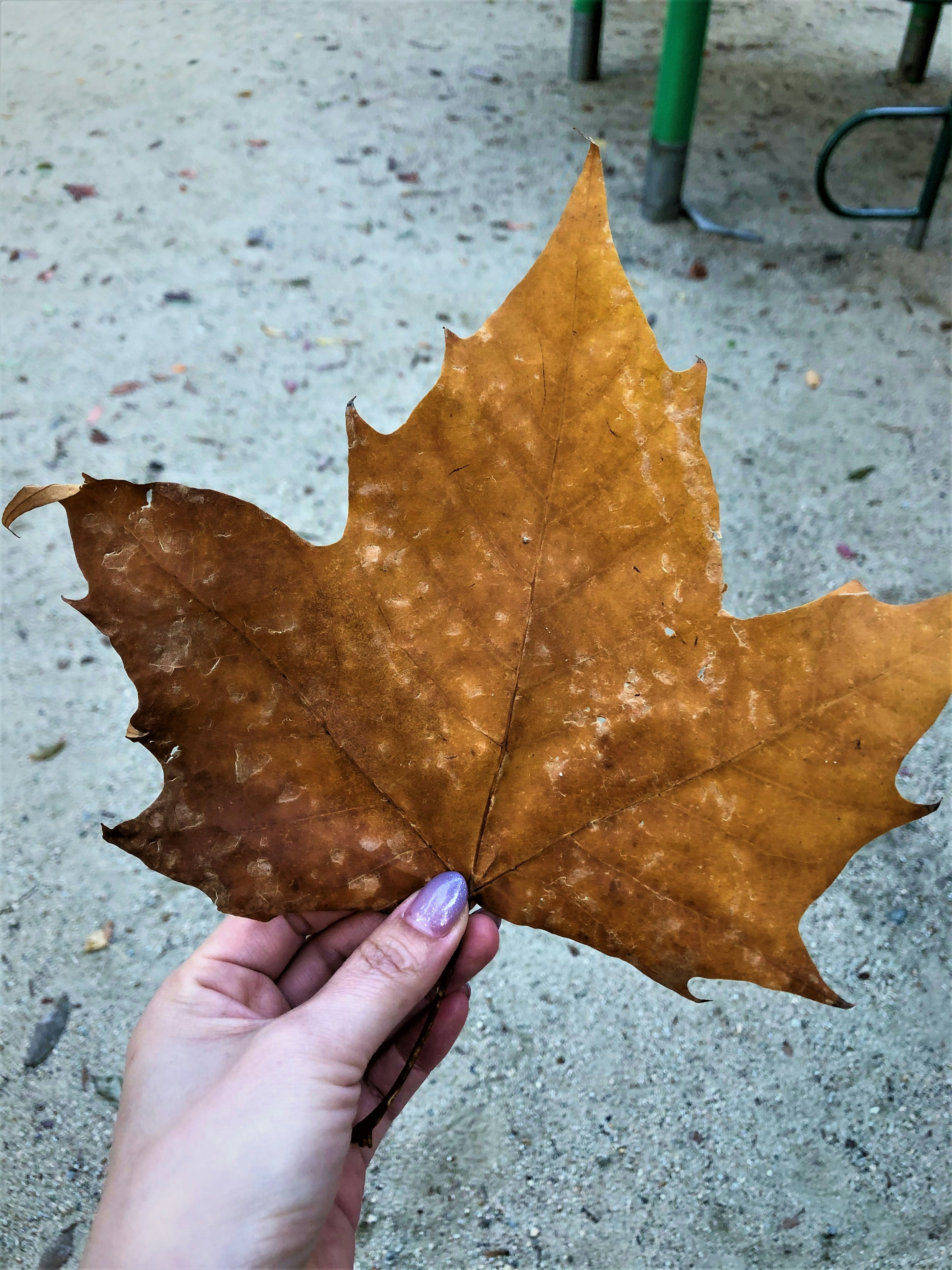 Hand holding a large brown leaf