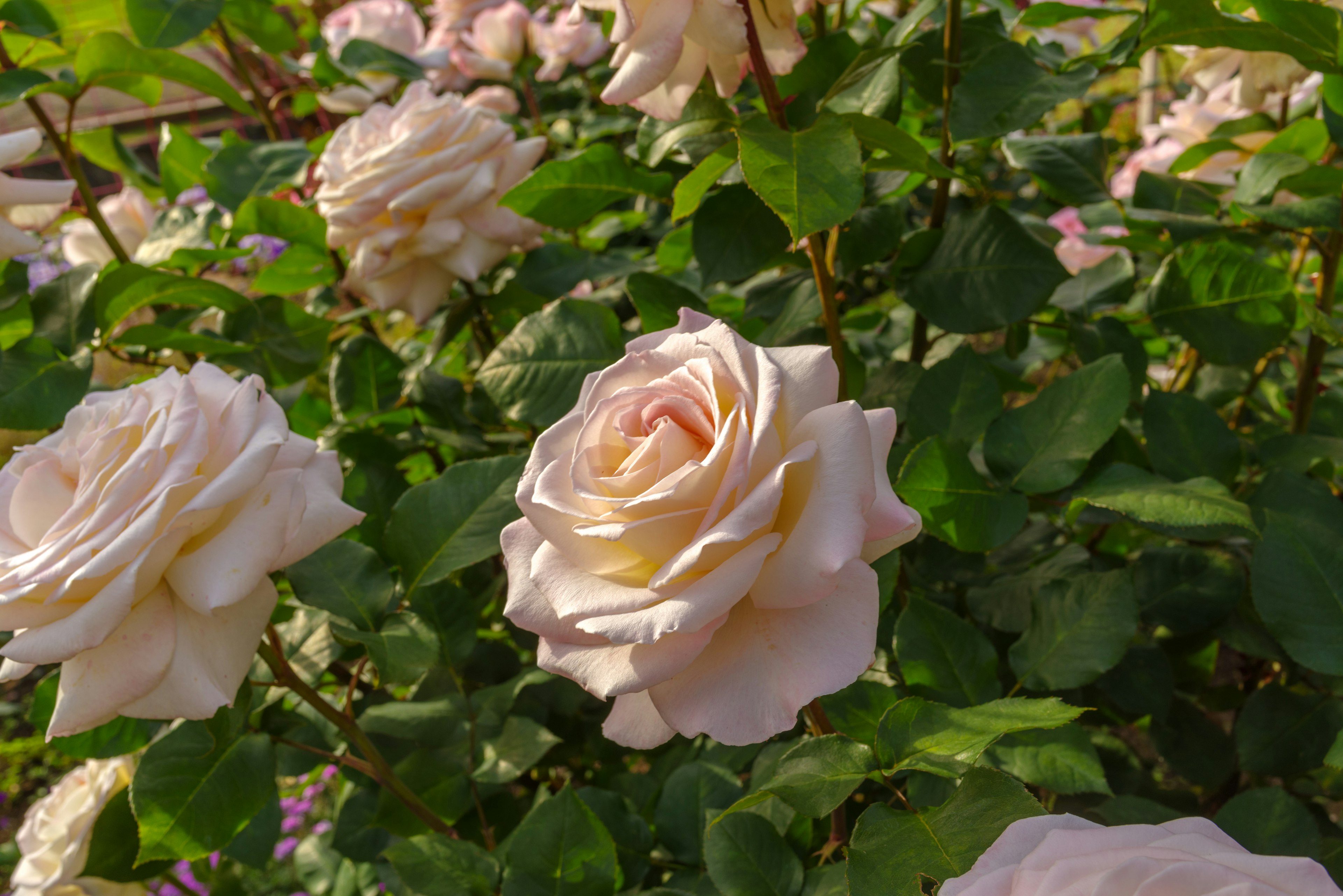 Roses roses pâles fleurissant parmi des feuilles vertes luxuriantes