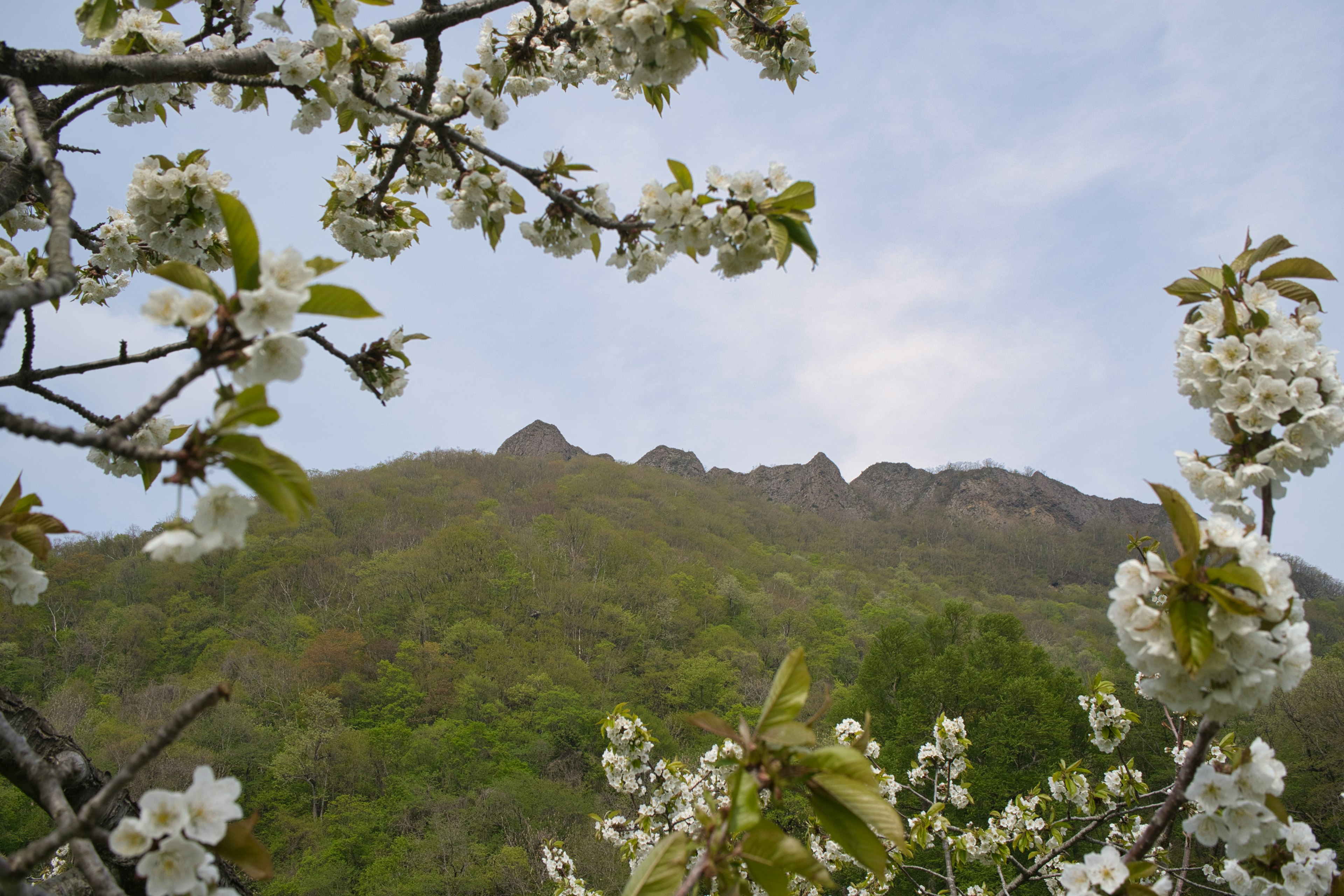 Vue pittoresque d'arbres en fleurs avec des fleurs blanches et une montagne verte en arrière-plan