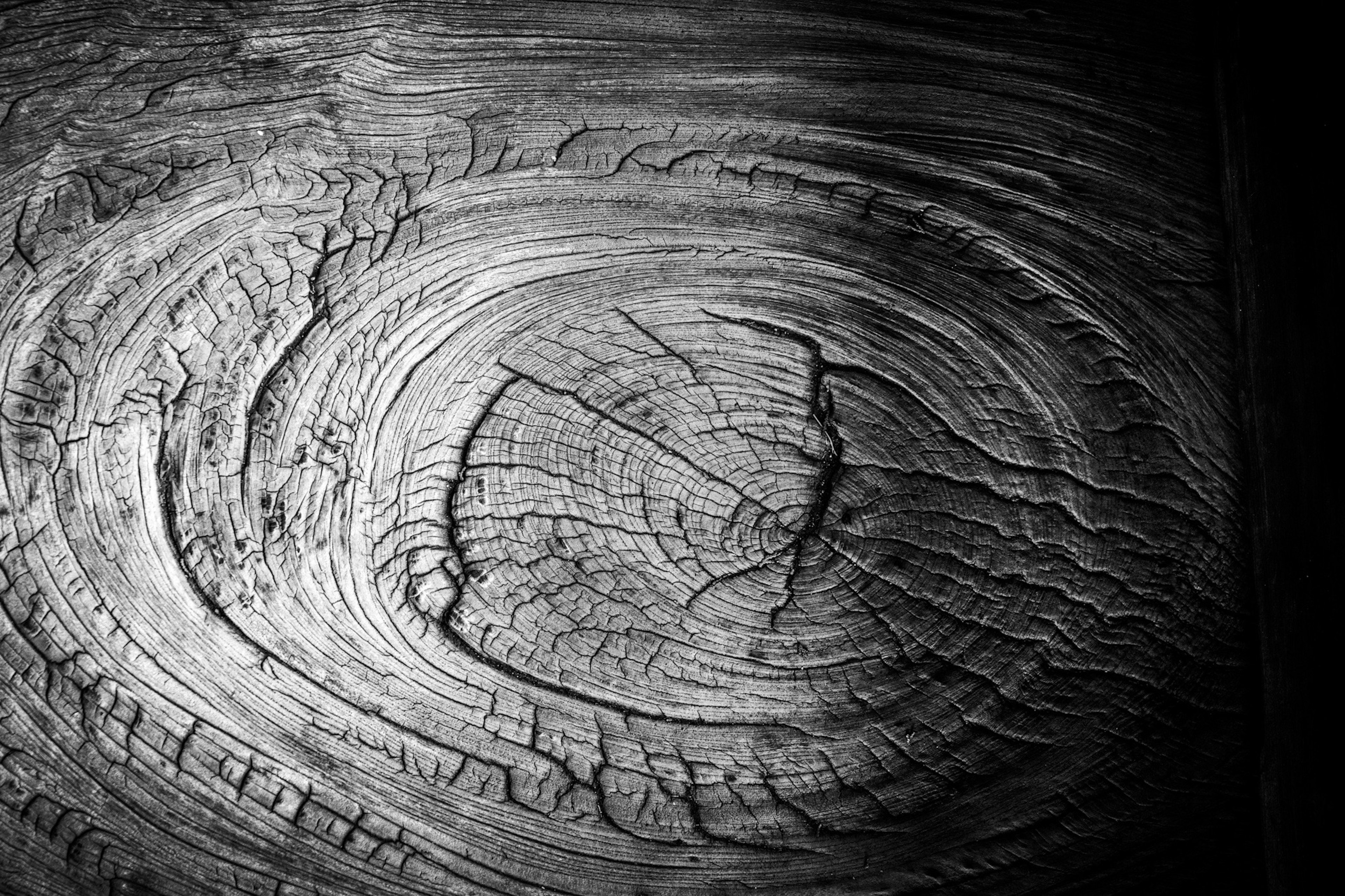 Detailed texture of wood grain with black and white contrast