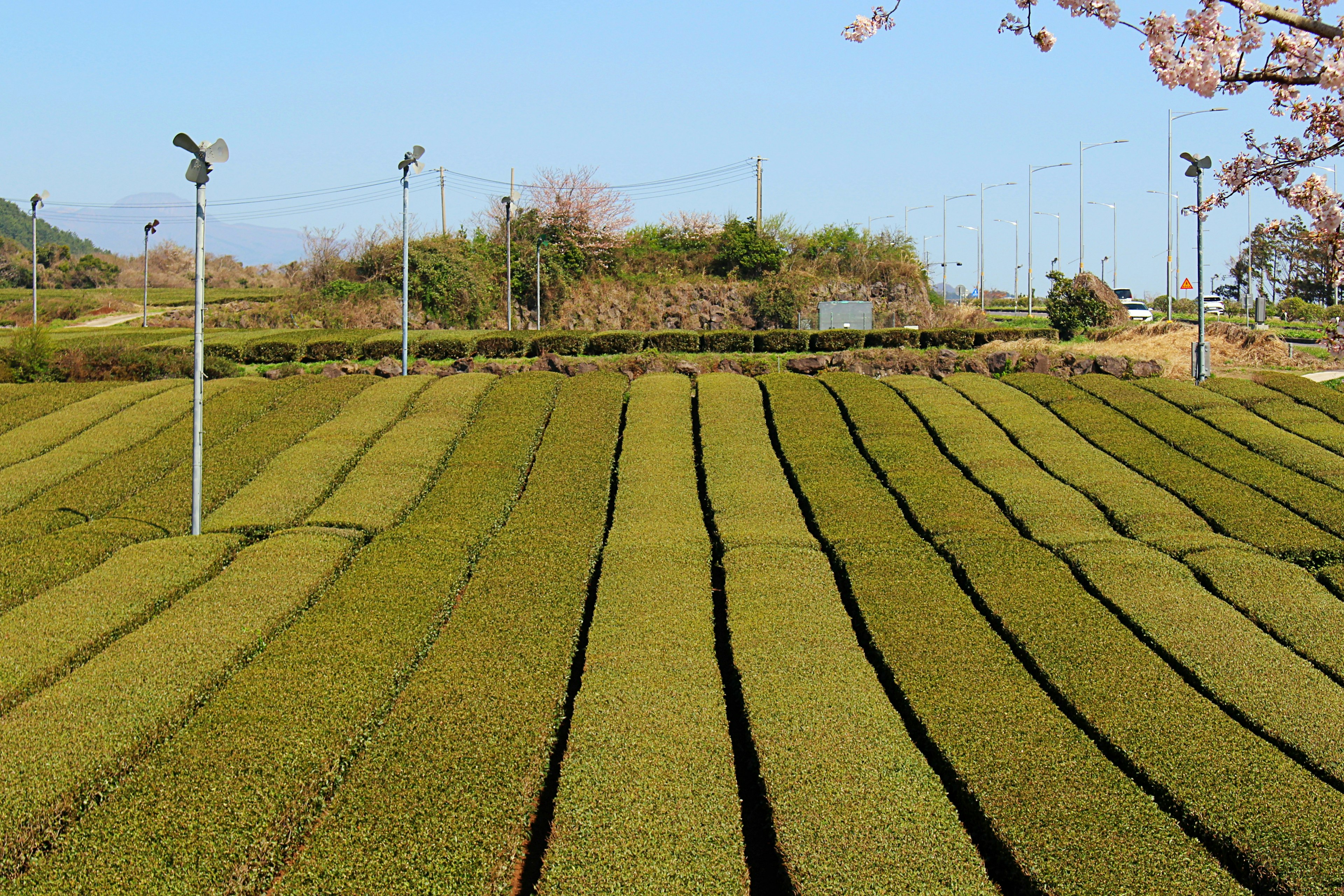 Champs de thé vert avec des rangées bien ordonnées sous un ciel bleu