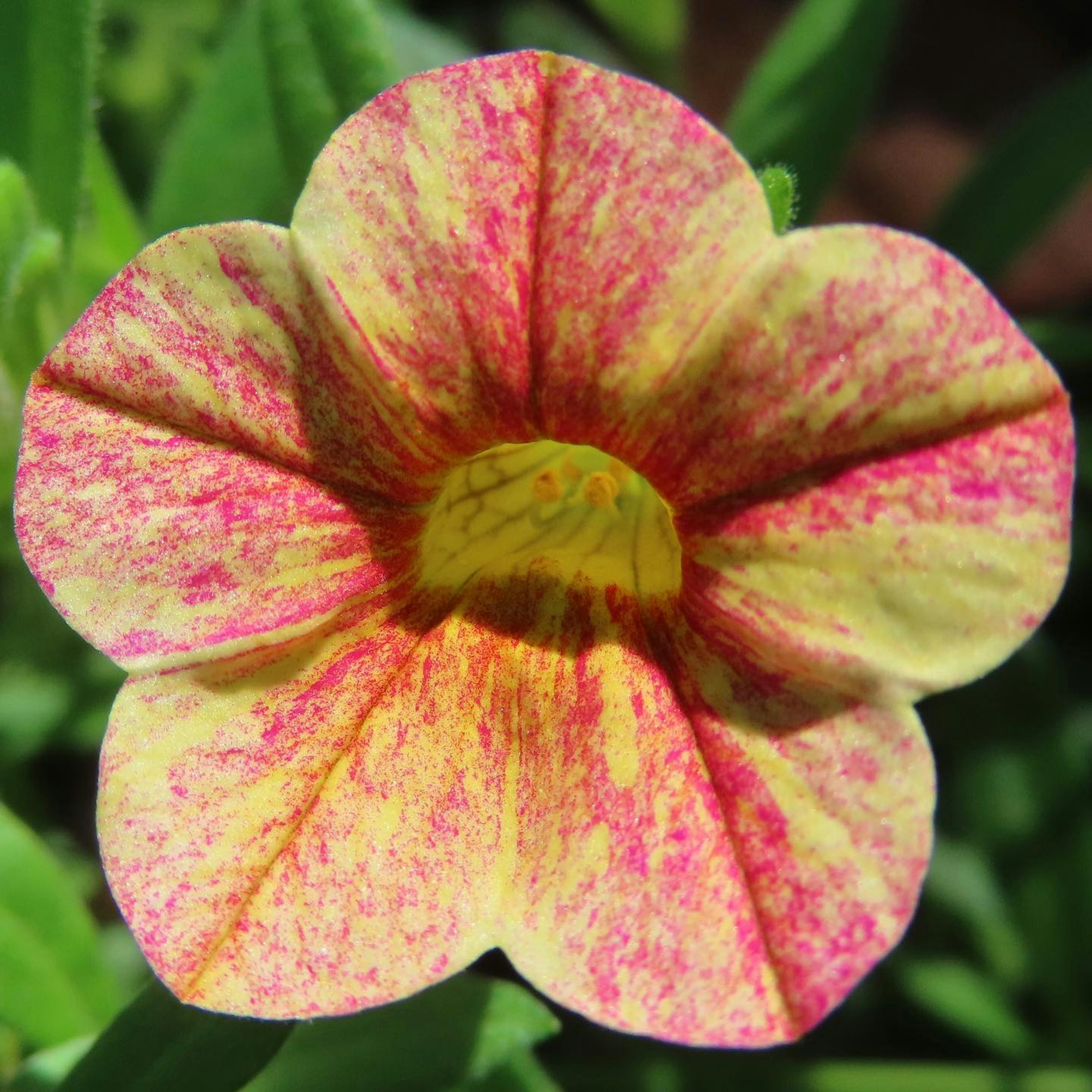 Nahaufnahme einer Blume mit lebhaften gelben und rosa Streifen