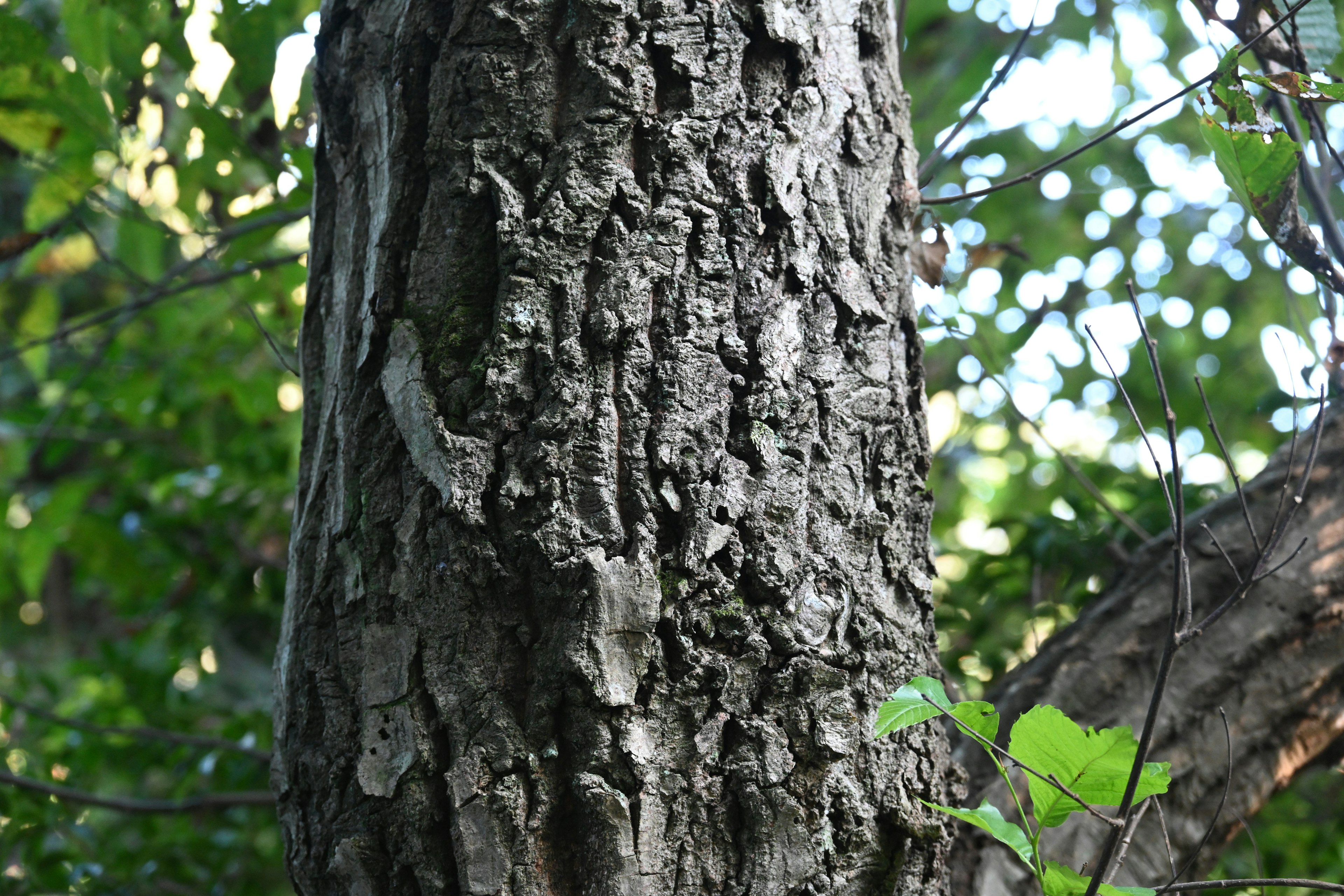 Detailed texture of a tree trunk surrounded by green leaves