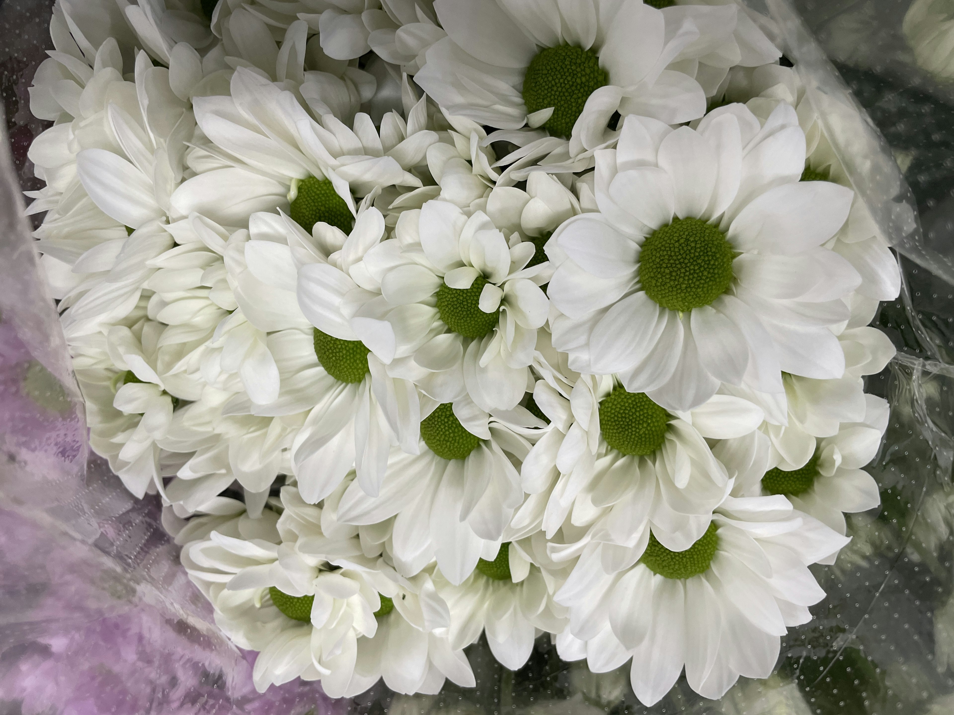 A bouquet of white flowers featuring daisies with green centers