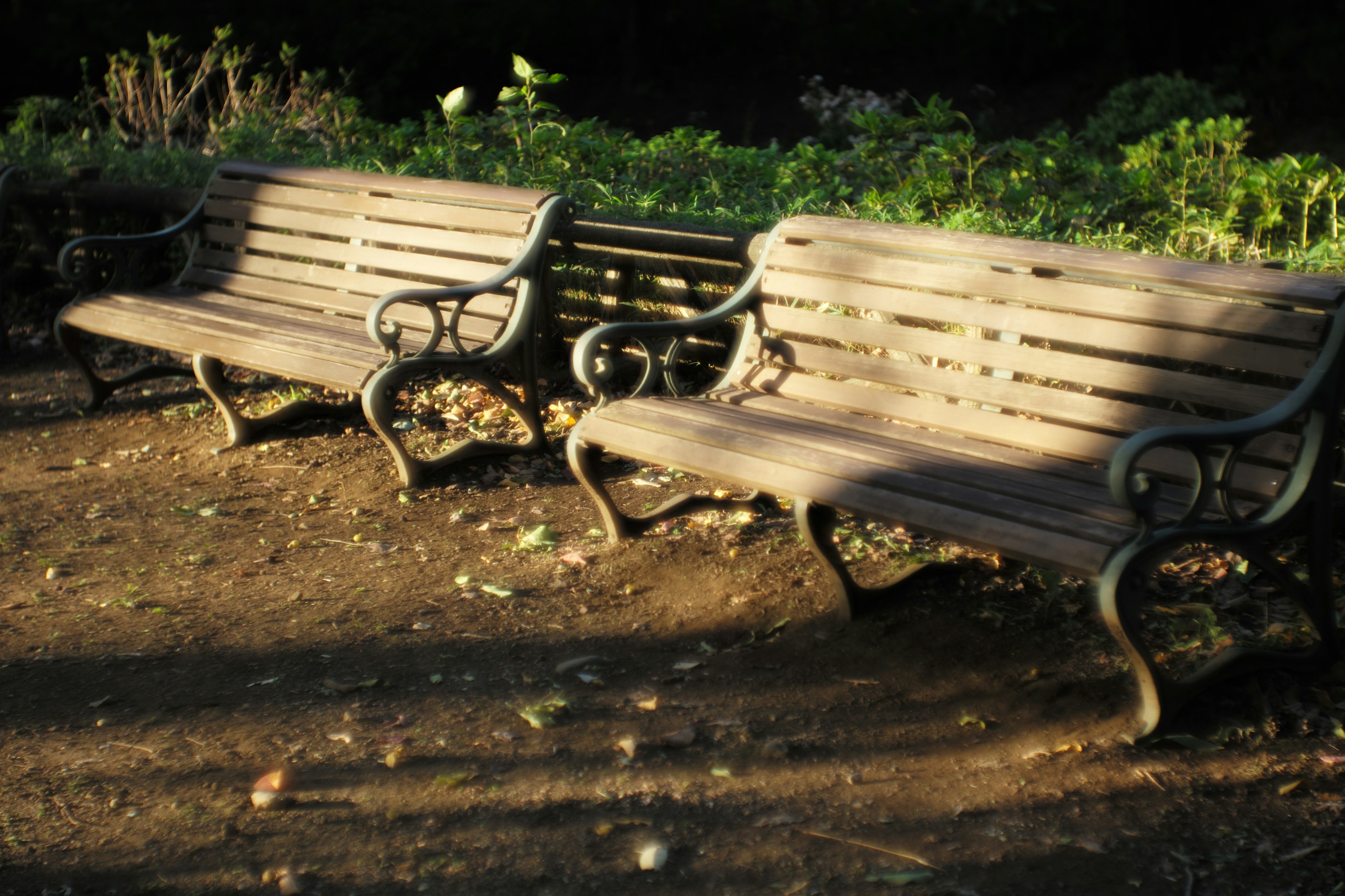 Row of park benches in sunlight surrounded by greenery