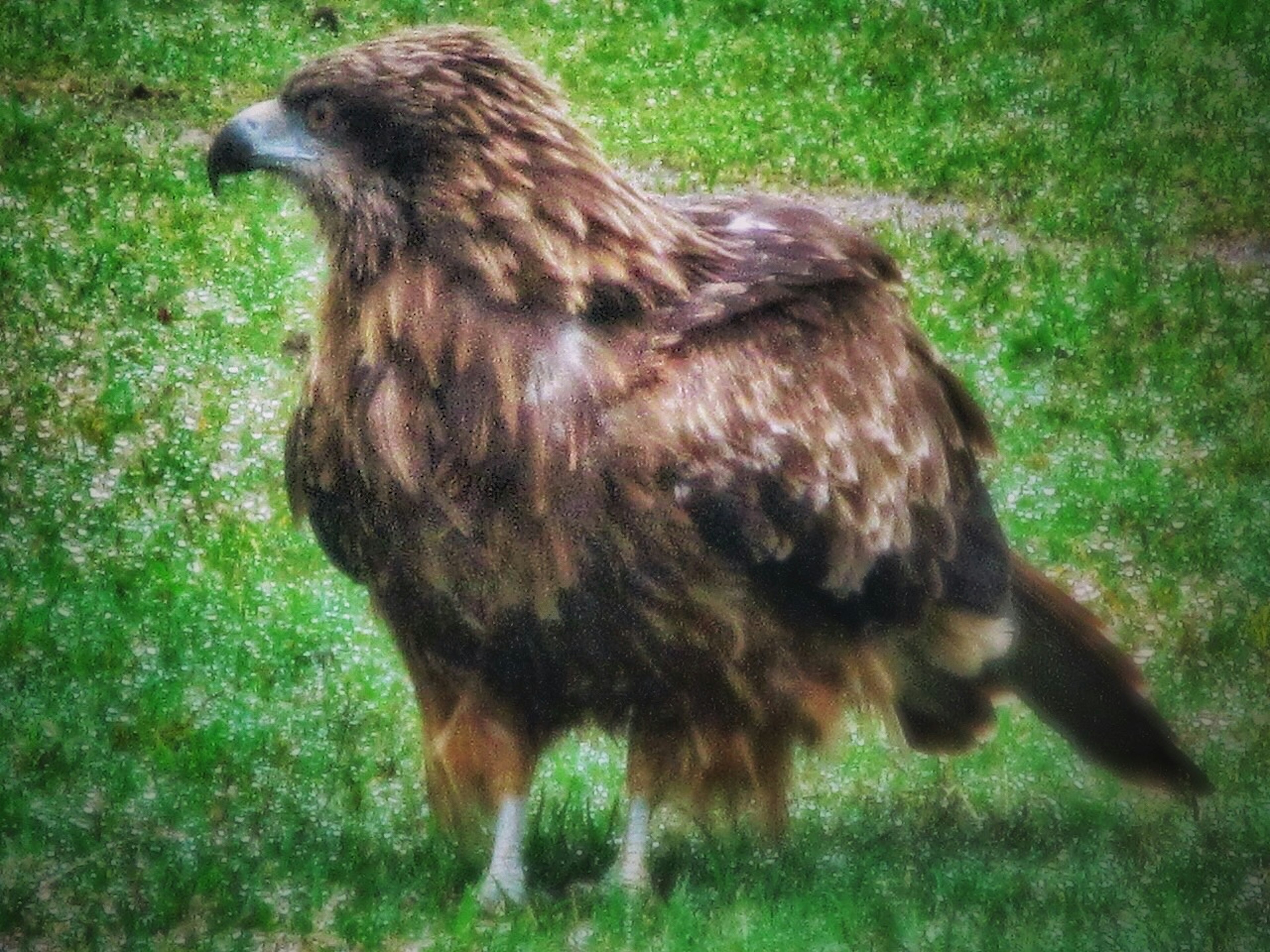 A brown-feathered hawk standing on green grass