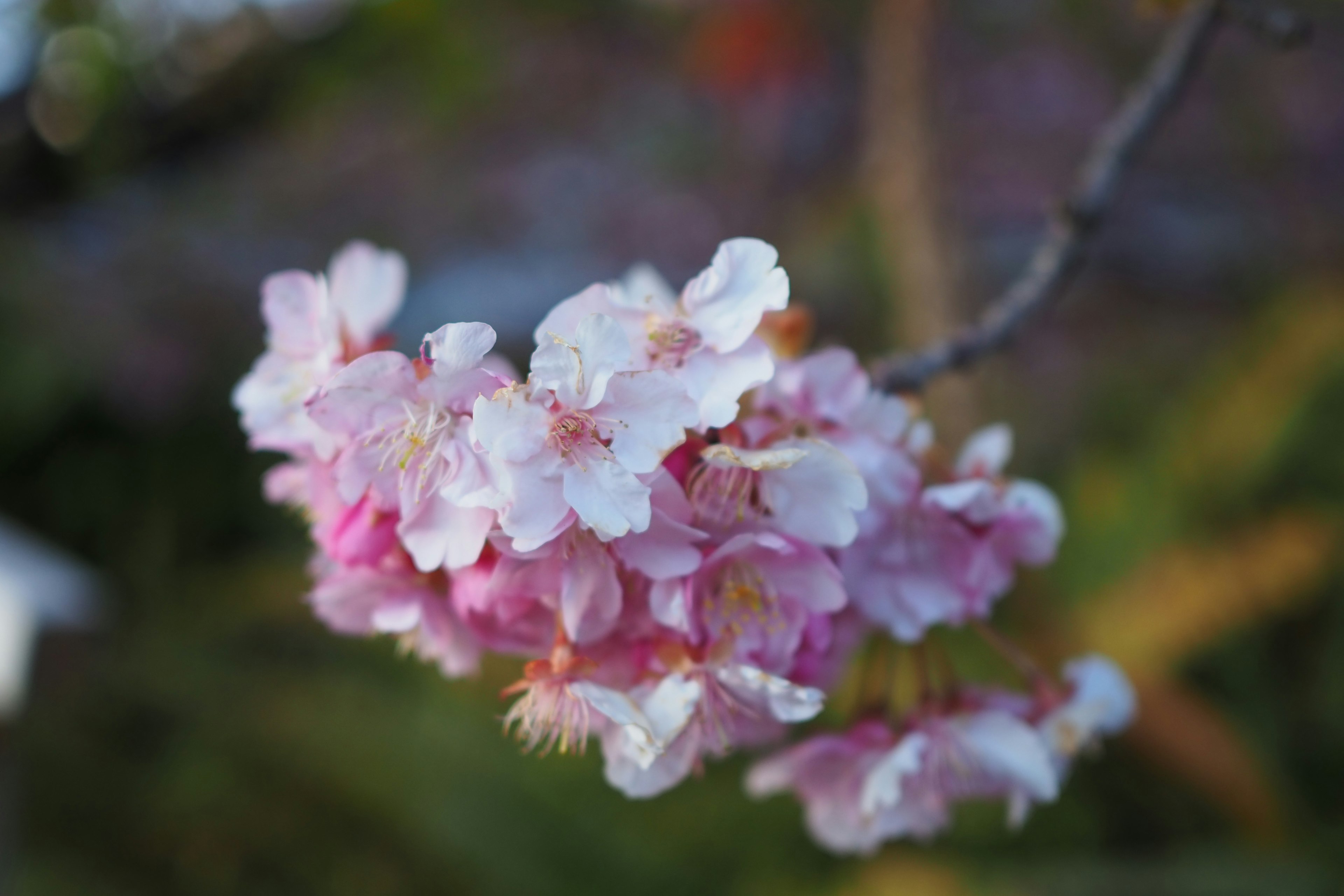 Primo piano di fiori di ciliegio su un ramo