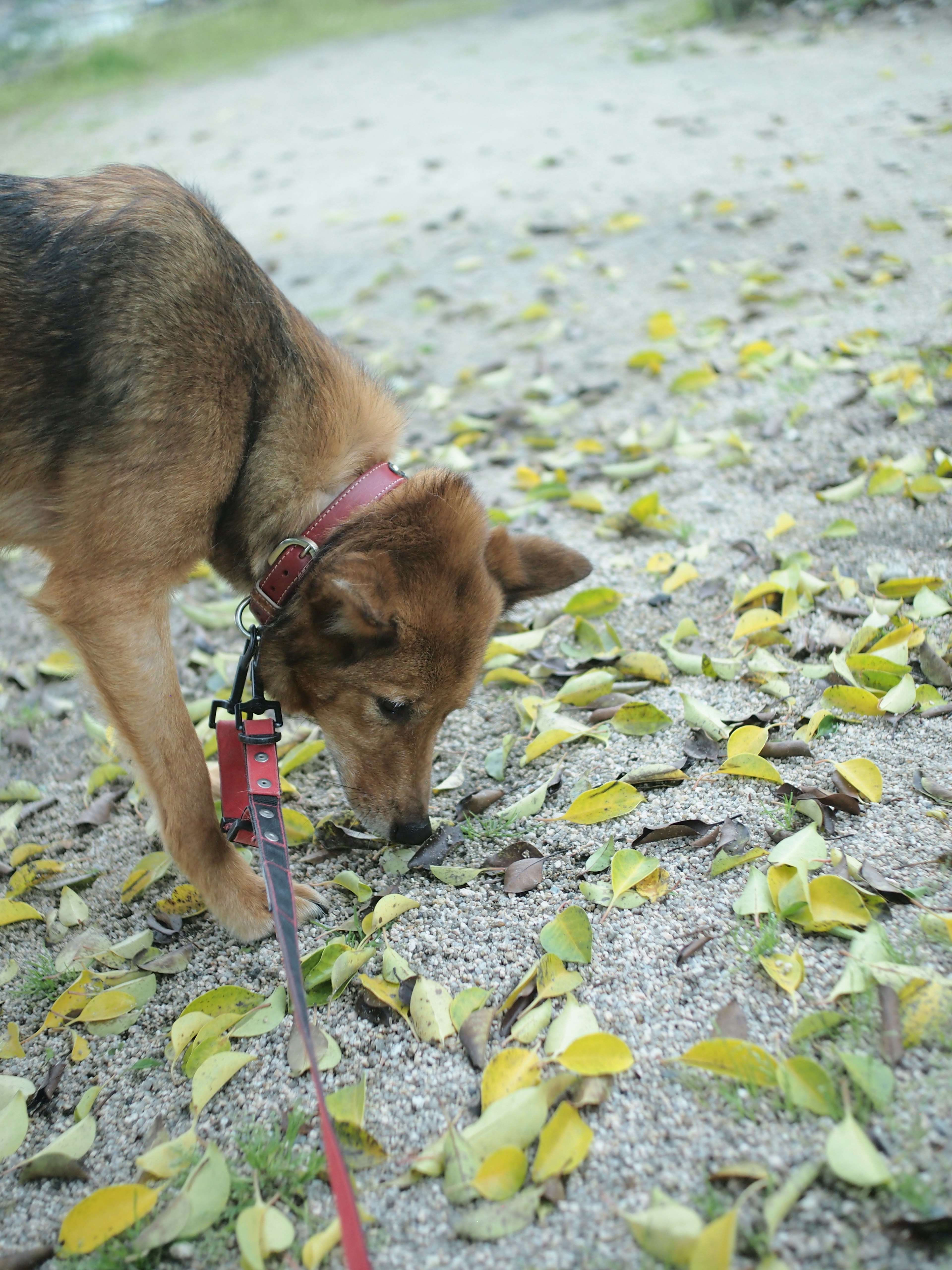 Cane che annusa su foglie a terra