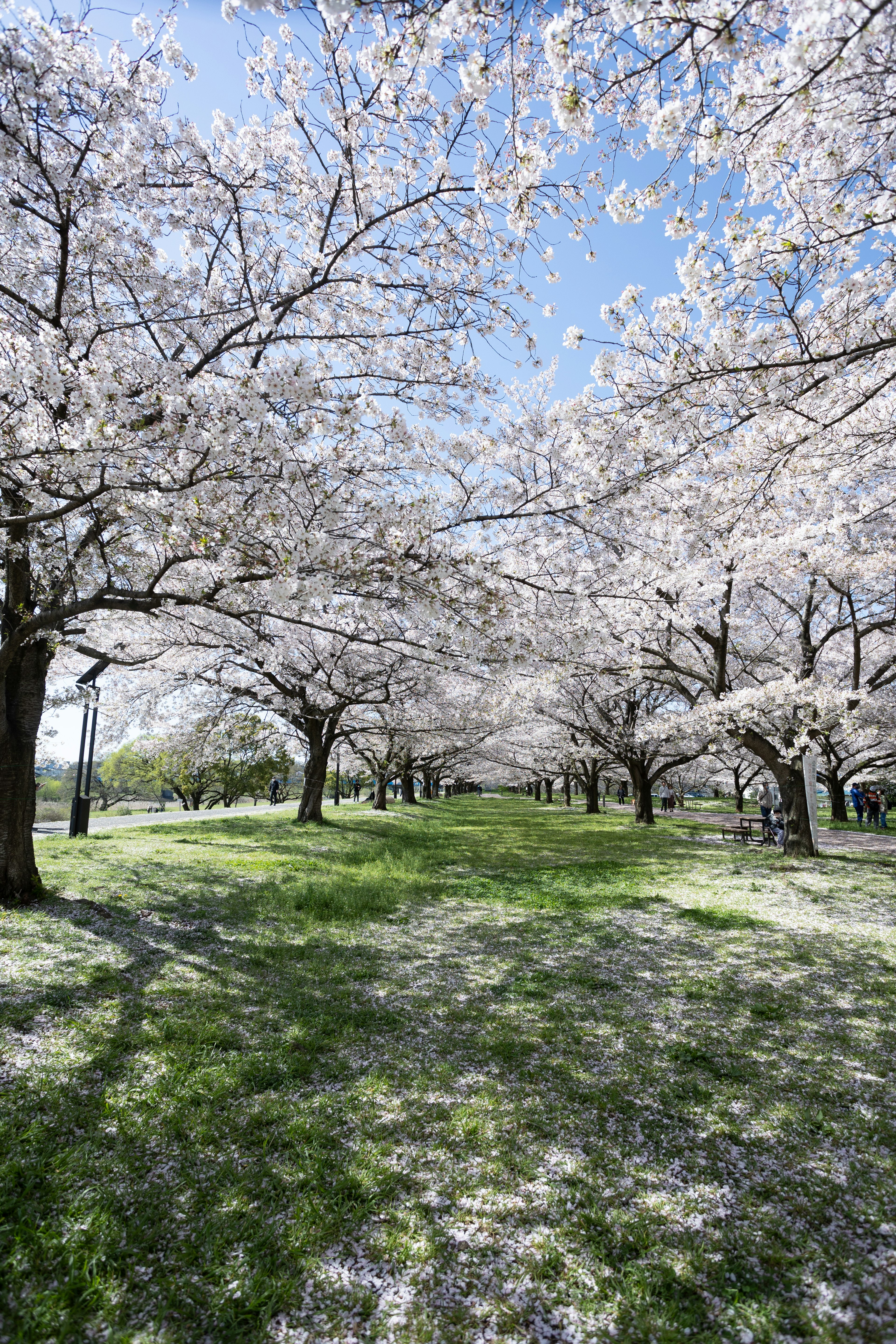 Park scene with blooming cherry trees bright blue sky and lush green grass