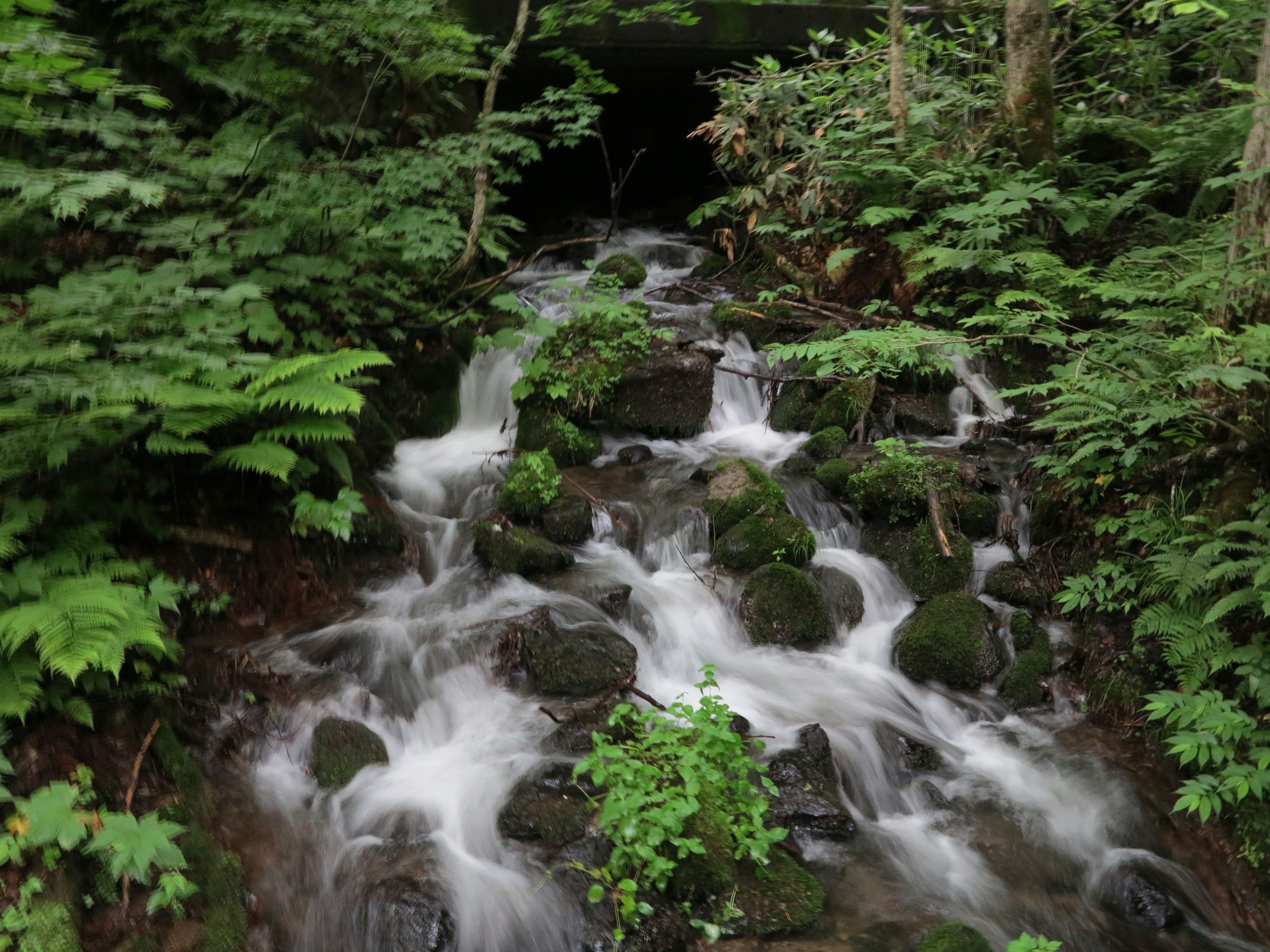 Malersicher Blick auf einen Bach, der durch einen üppigen Wald fließt