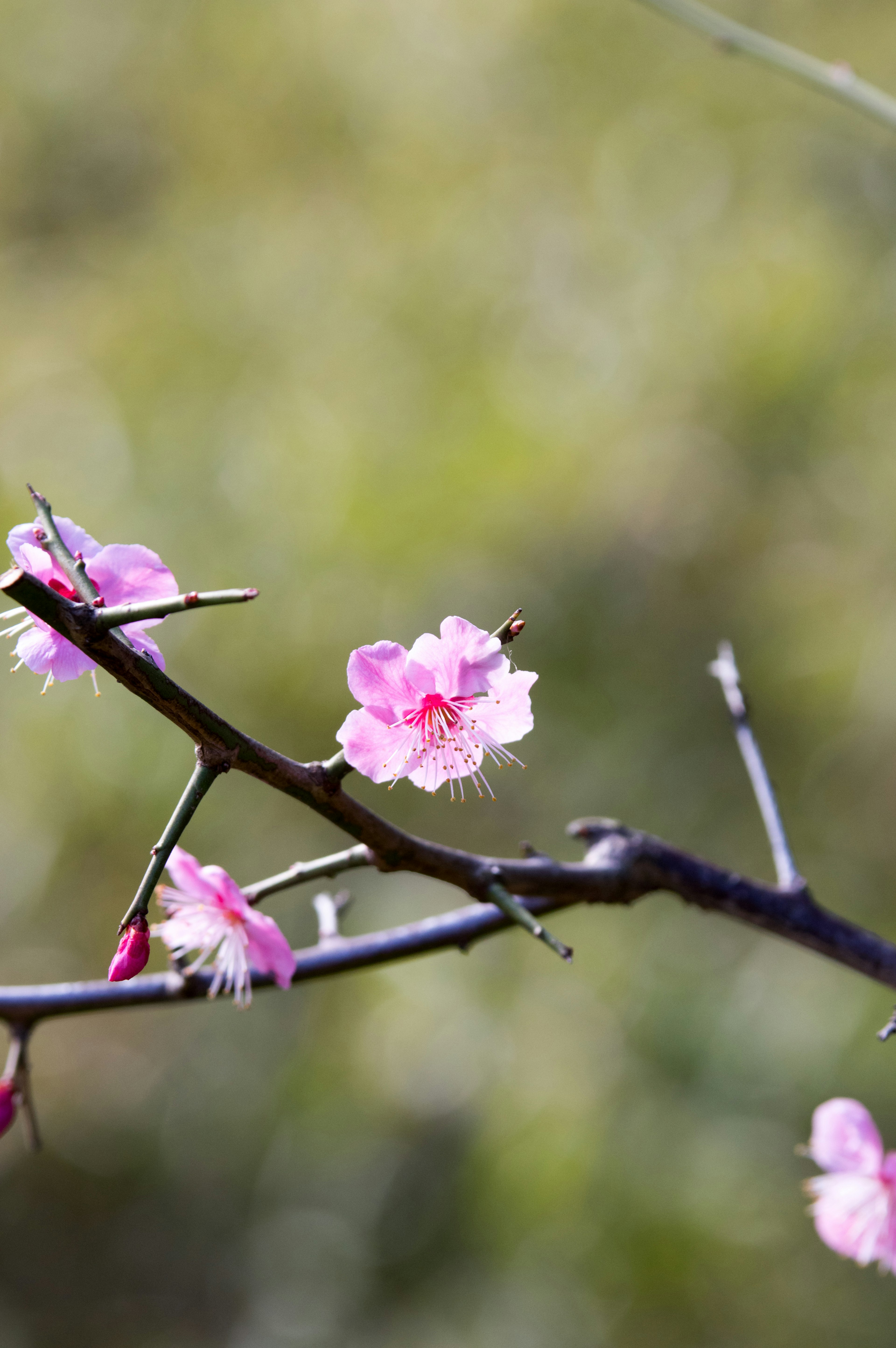 Primer plano de una rama con flores rosas