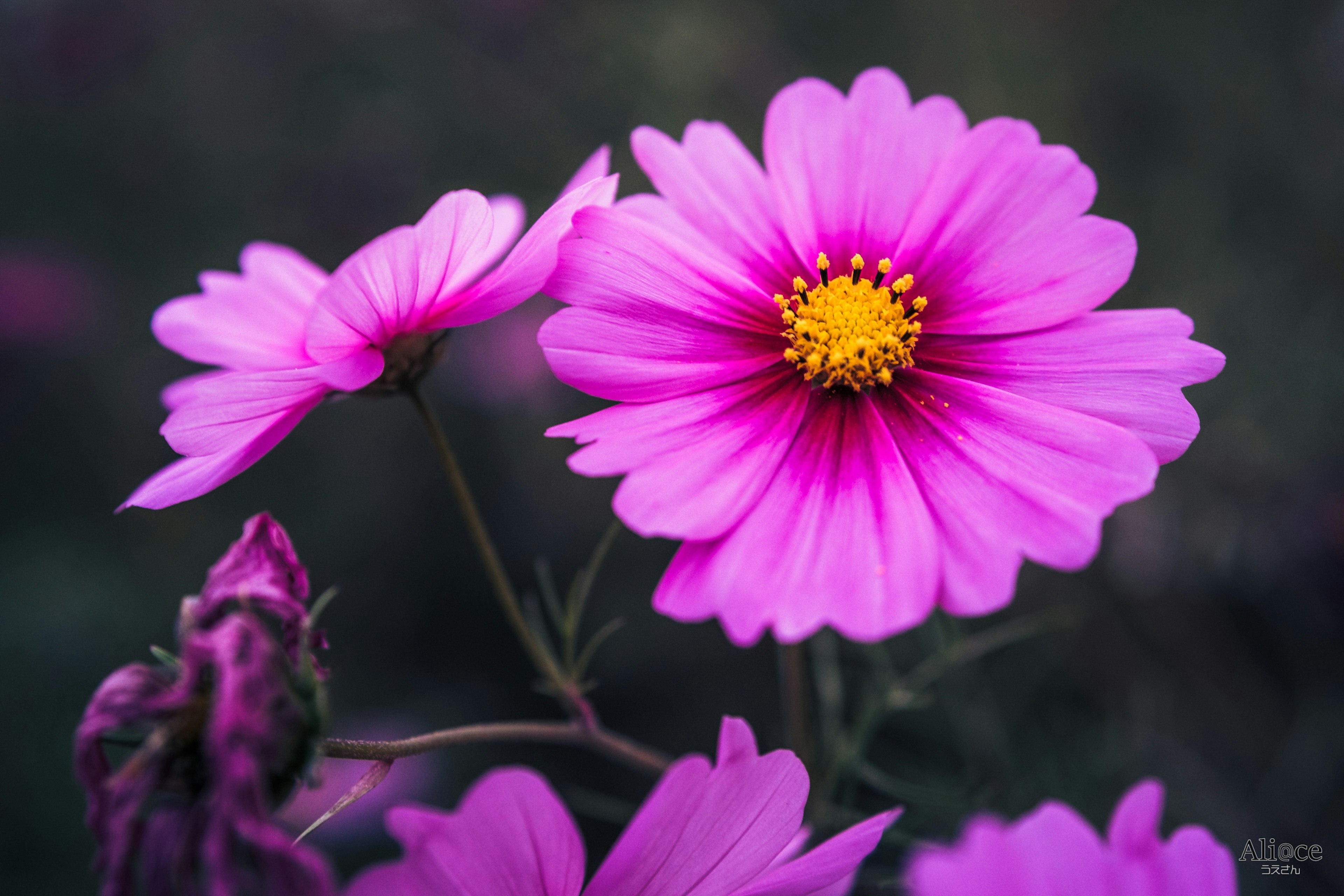 Nahaufnahme von lebhaften rosa Kosmeen mit gelben Zentren