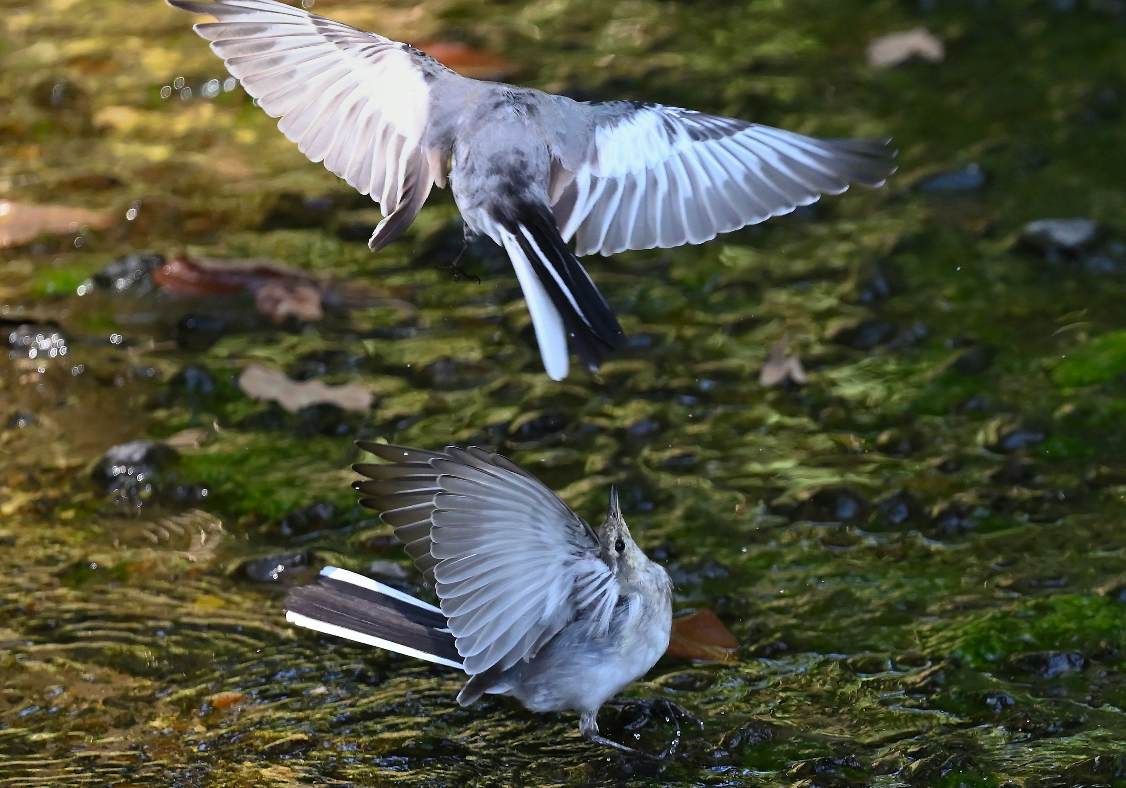 水辺で飛ぶ二羽の鳥が羽を広げている