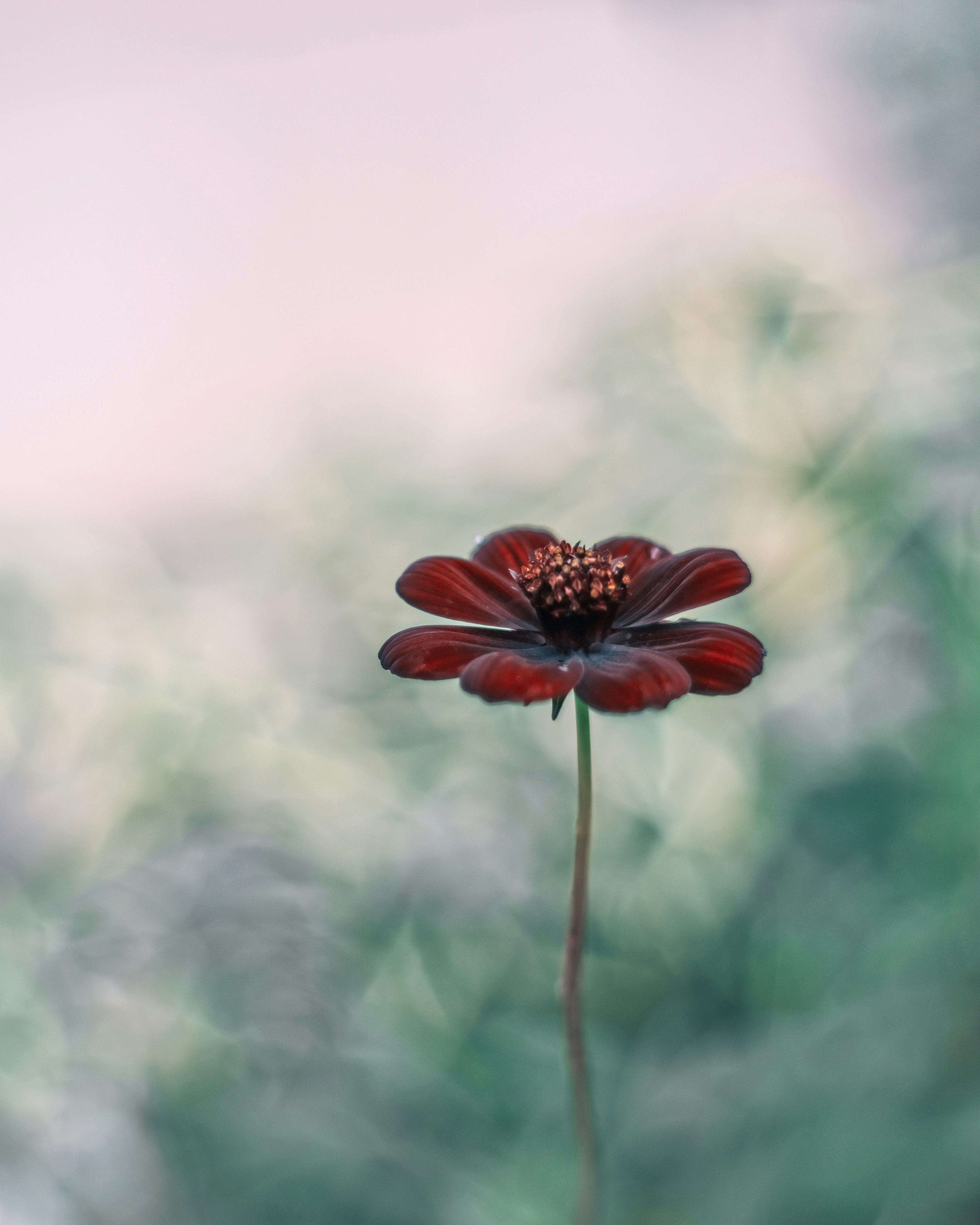 赤い花が背景のぼやけた緑の中で目立つ