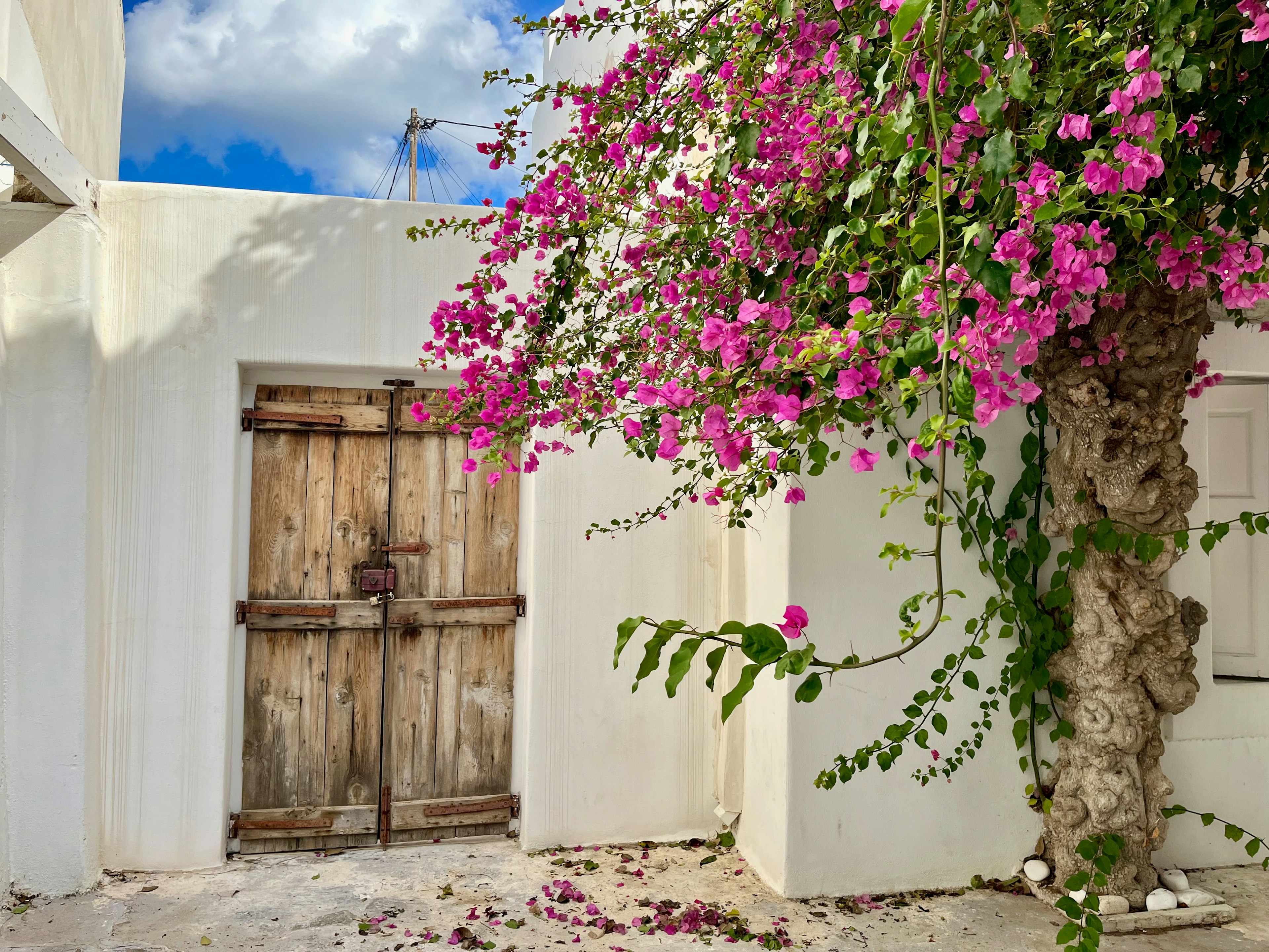 Wooden door against a white wall adorned with vibrant pink bougainvillea flowers