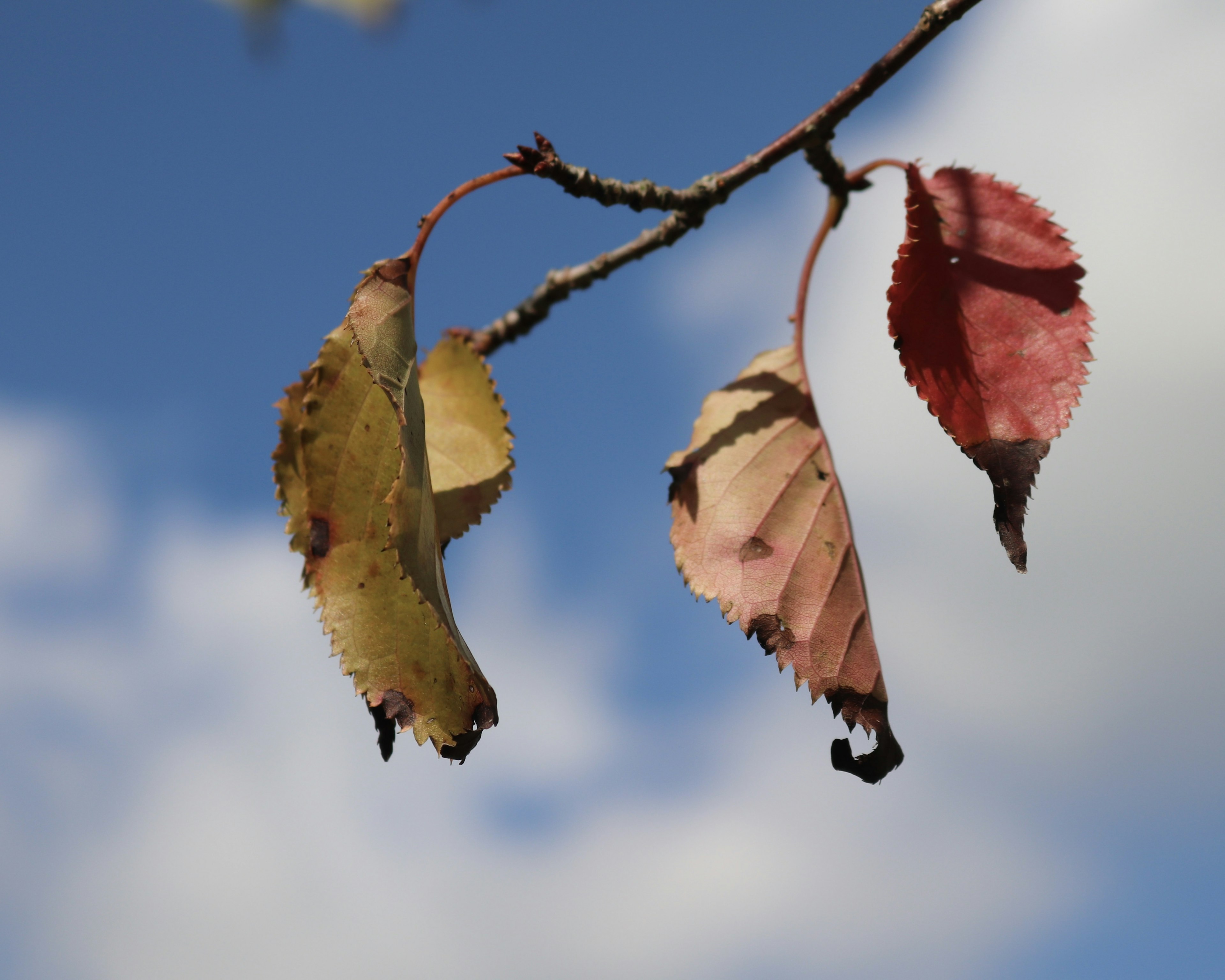 Foglie colorate appese sotto un cielo blu