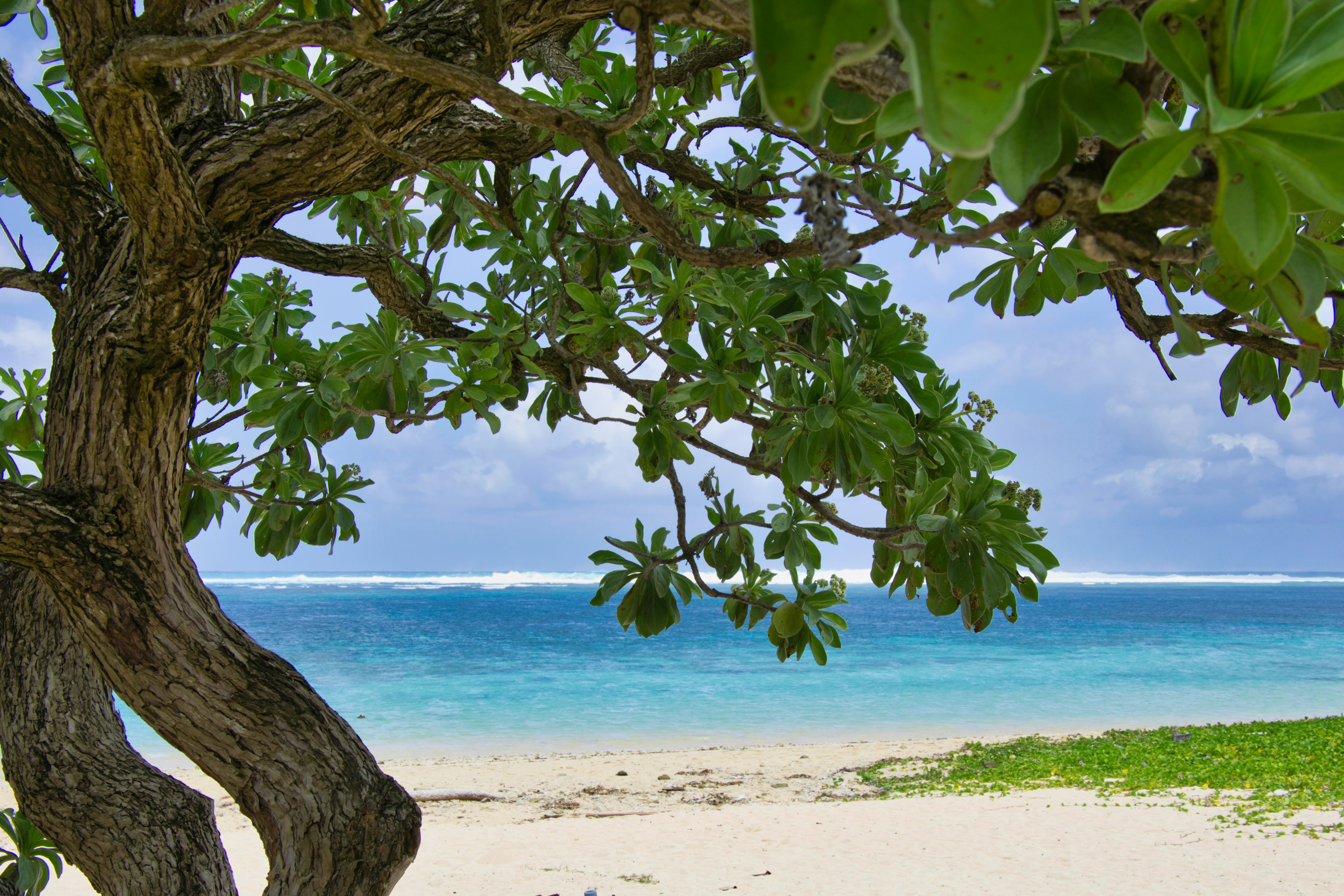 Tree branches with green leaves overlooking a tranquil beach and blue ocean