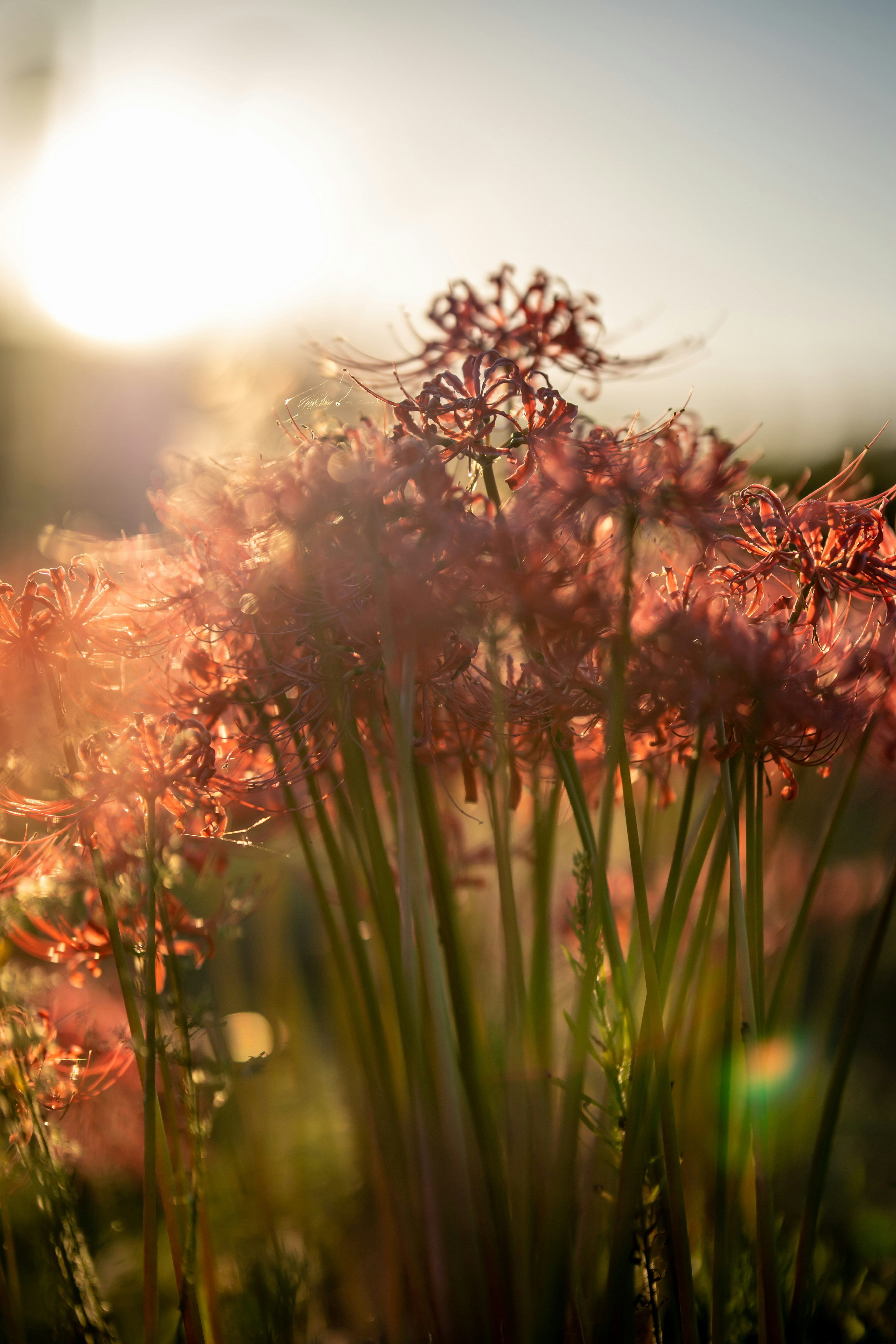 夕日を背景にしたピンク色の花の群れ