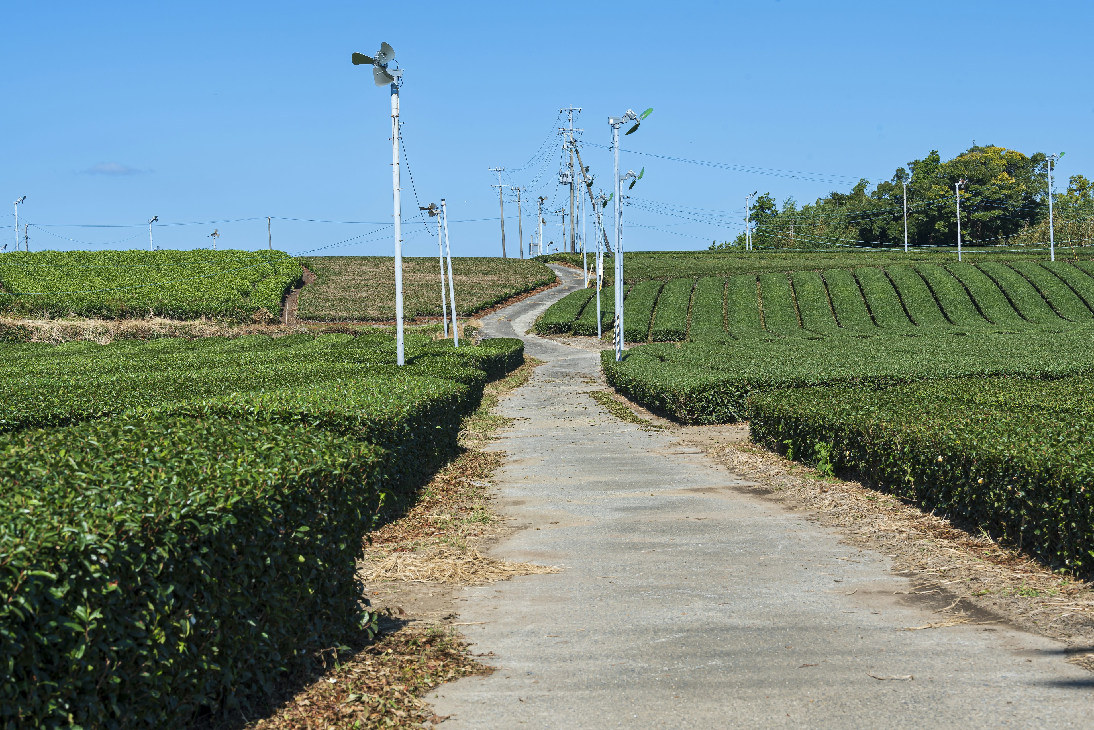 Paved path surrounded by lush tea fields