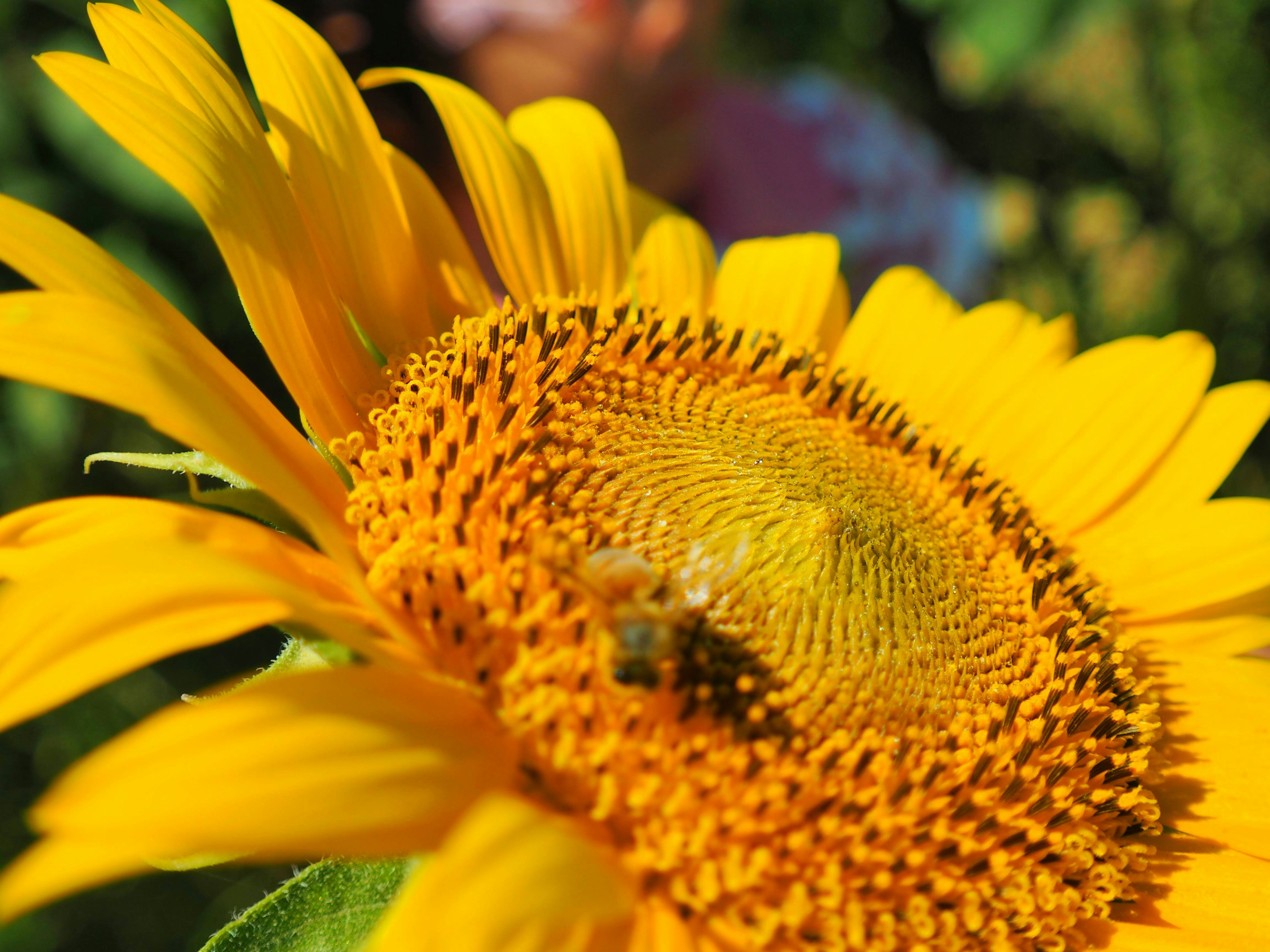 Foto in primo piano di un girasole vibrante con un'ape