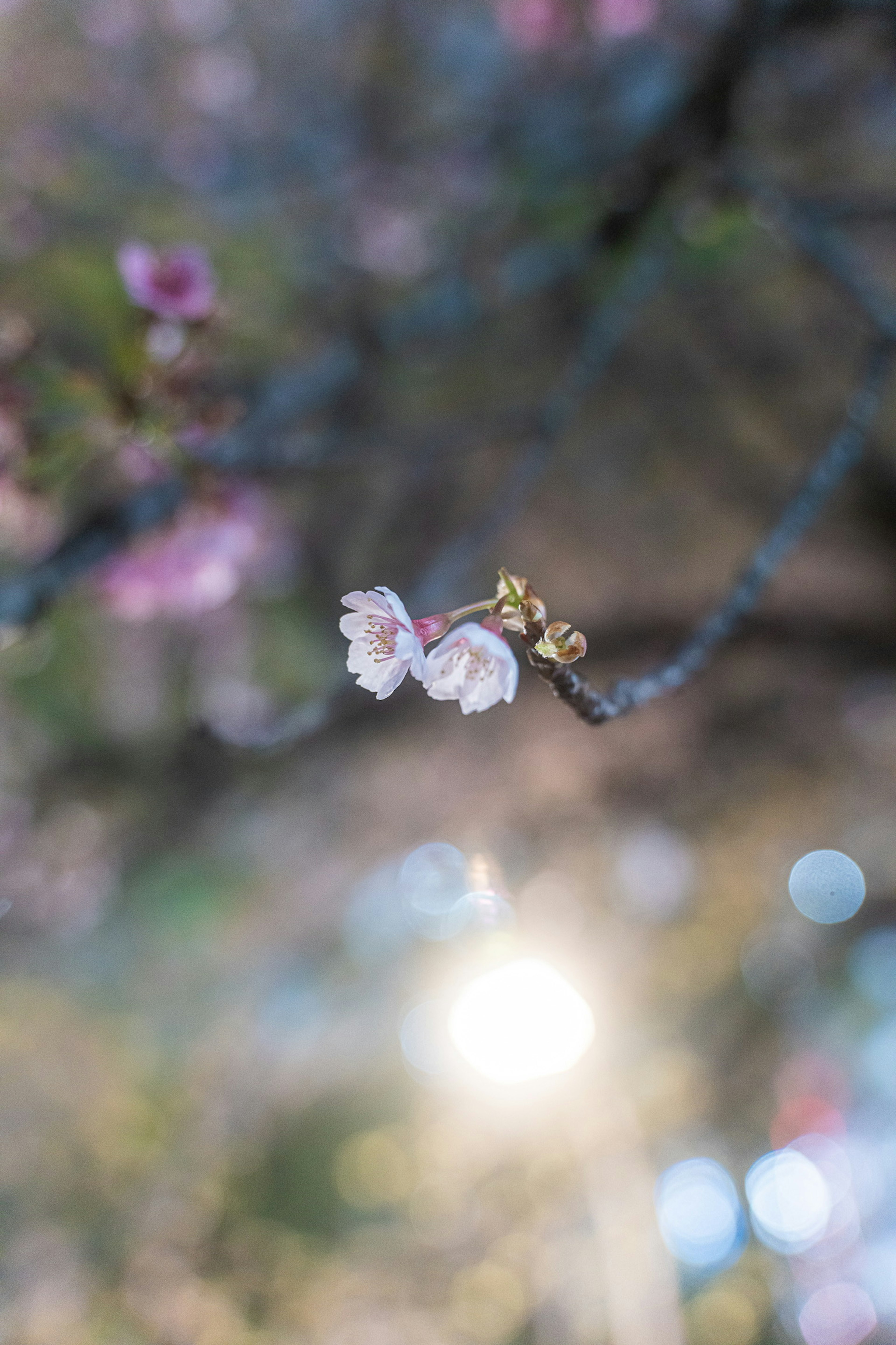 Primo piano di fiori di ciliegio e gemme su un ramo con luce sfocata sullo sfondo