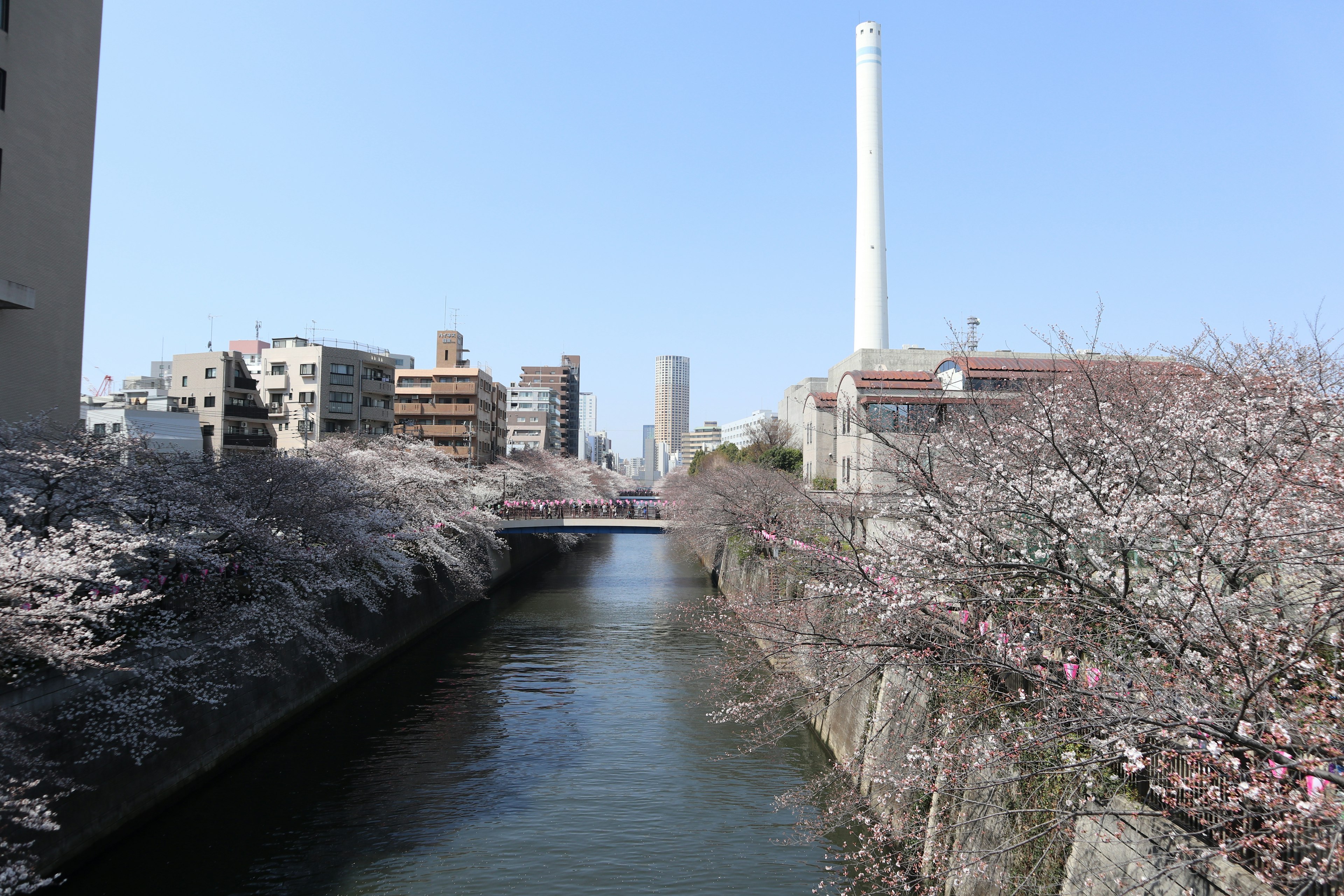 桜の並木がある川の風景 高層ビルと煙突が見える