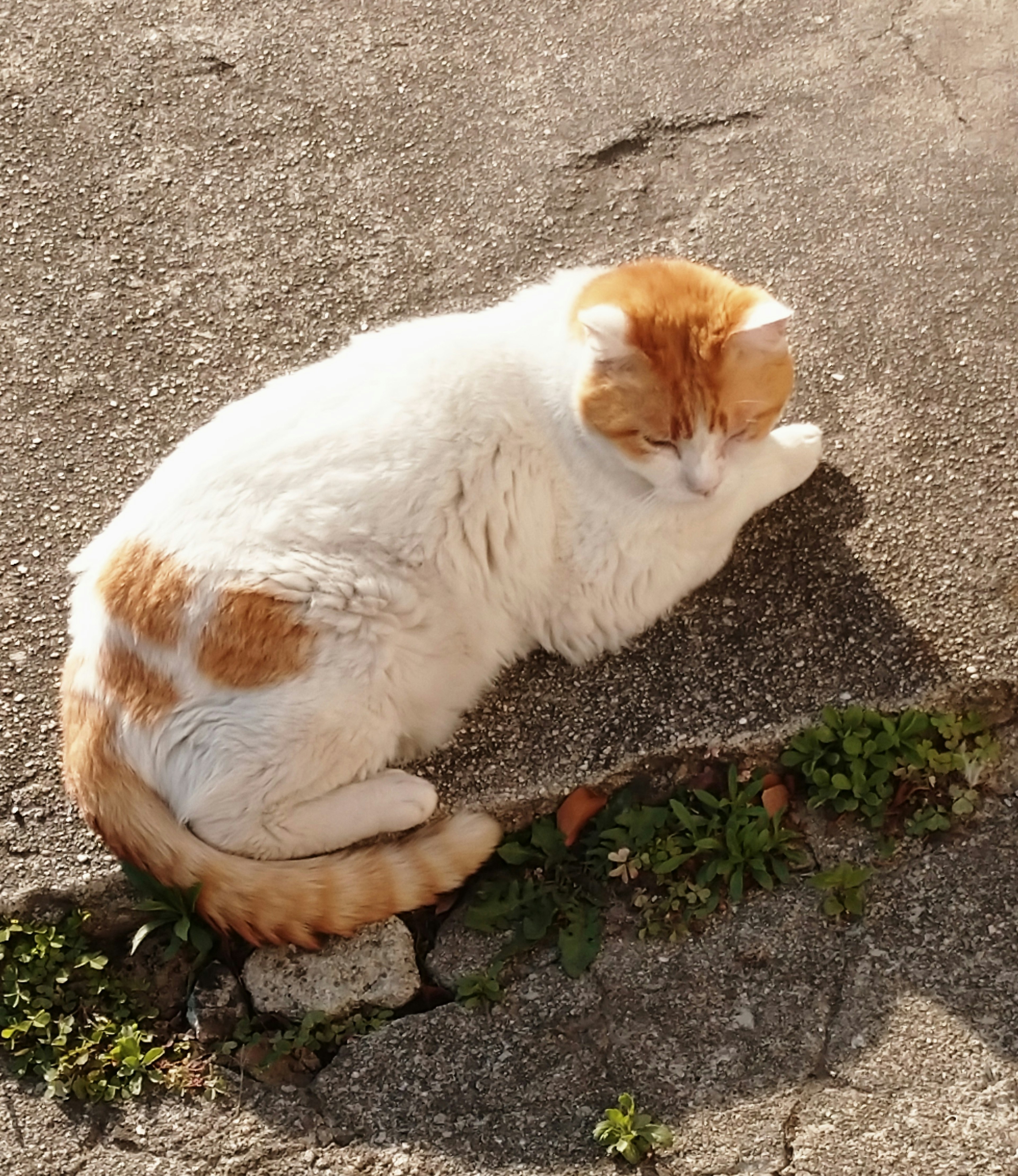 Kucing bermotif putih dan oranye tidur di bawah sinar matahari