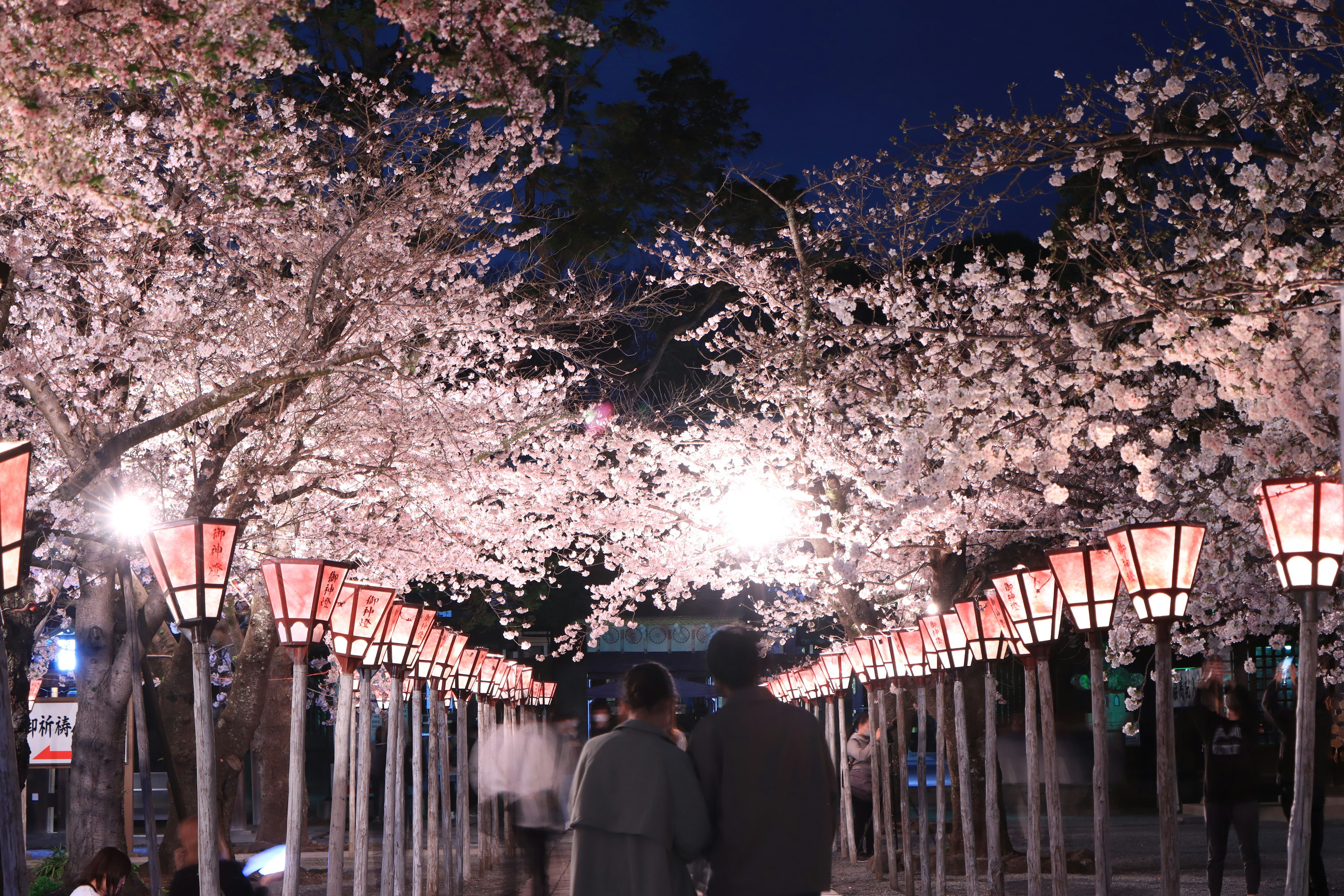 Abendlicher Spaziergang unter Kirschblüten, beleuchtet von Laternen