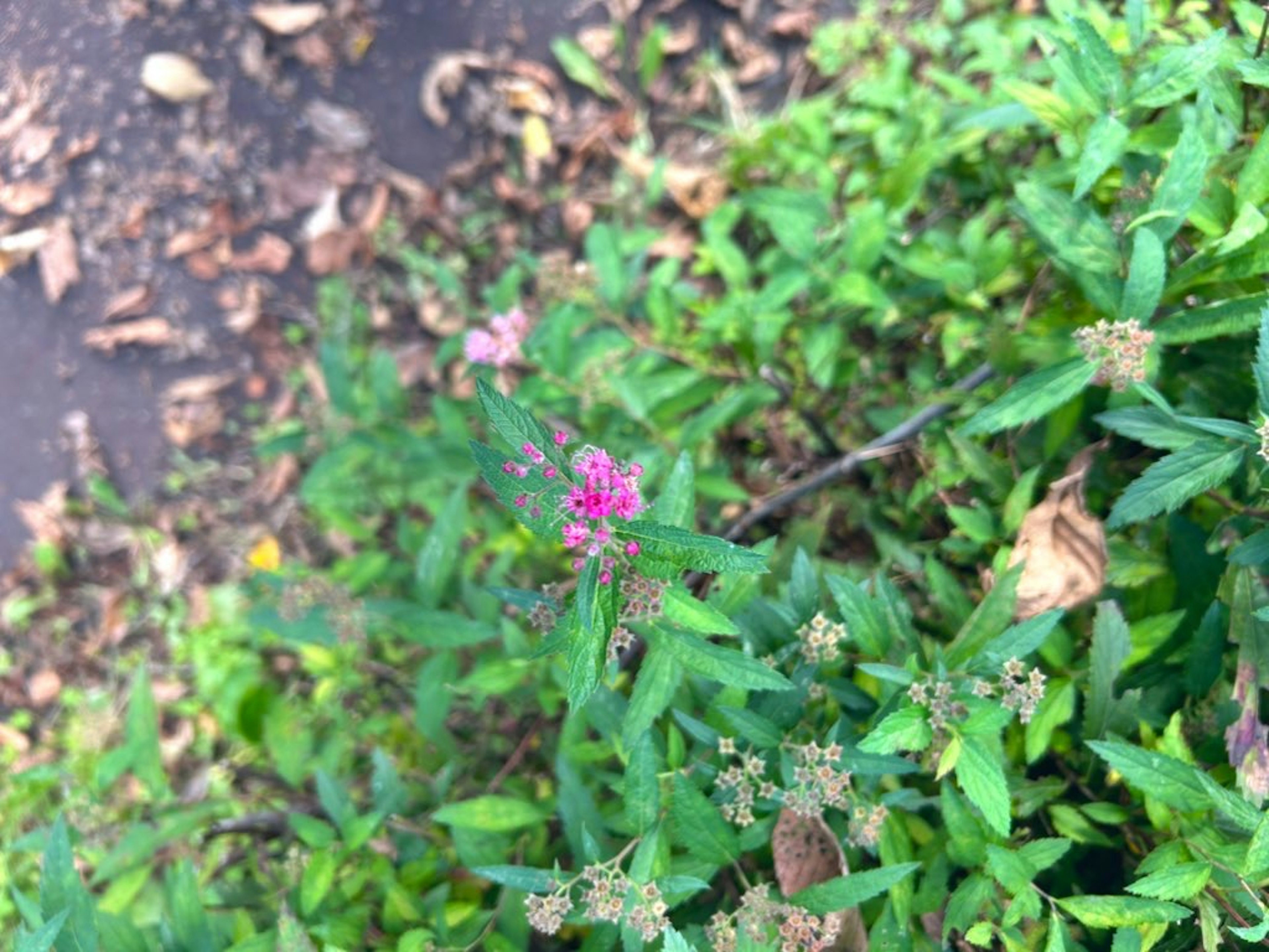 緑の植物の中に咲く小さなピンクの花