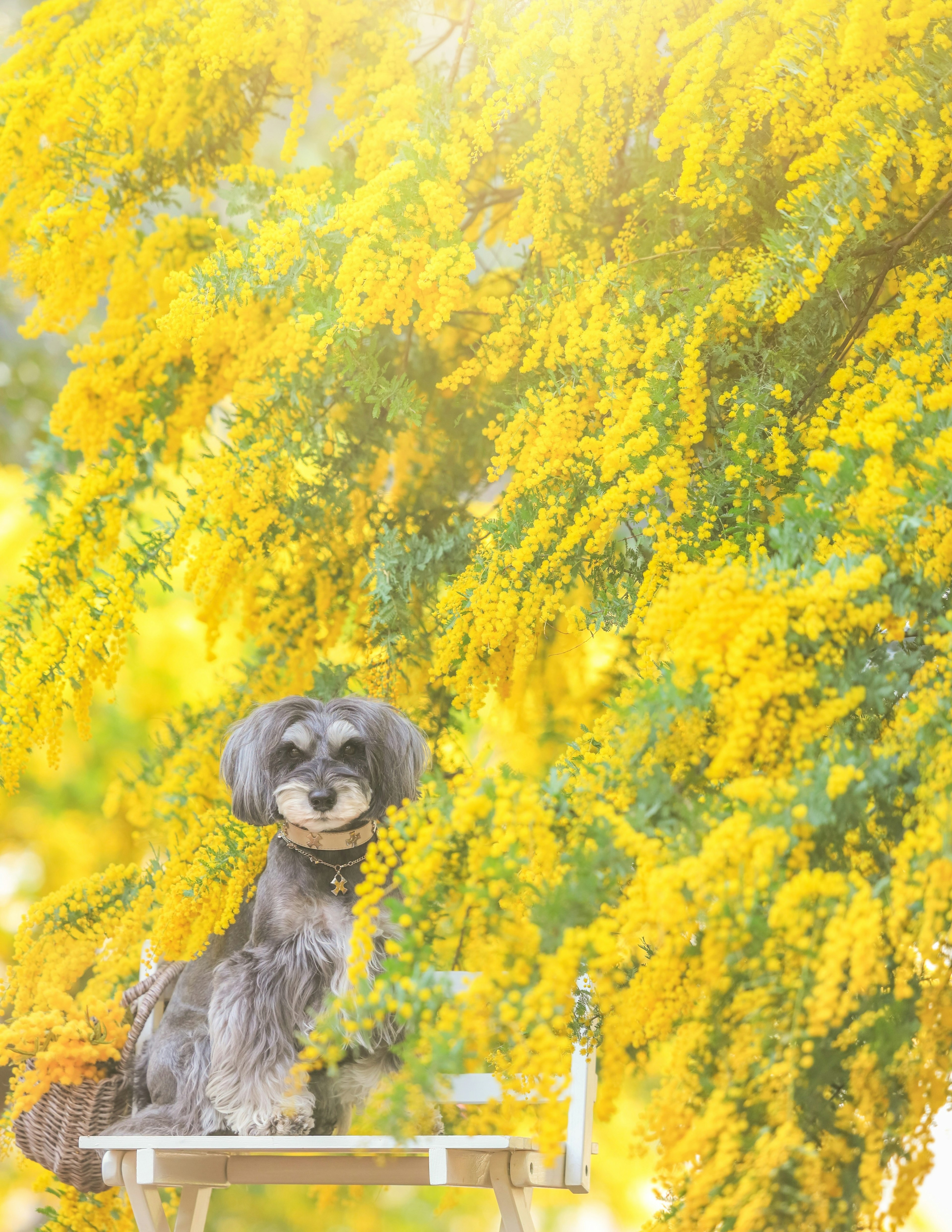 黄色い花に囲まれた犬が椅子に座っている