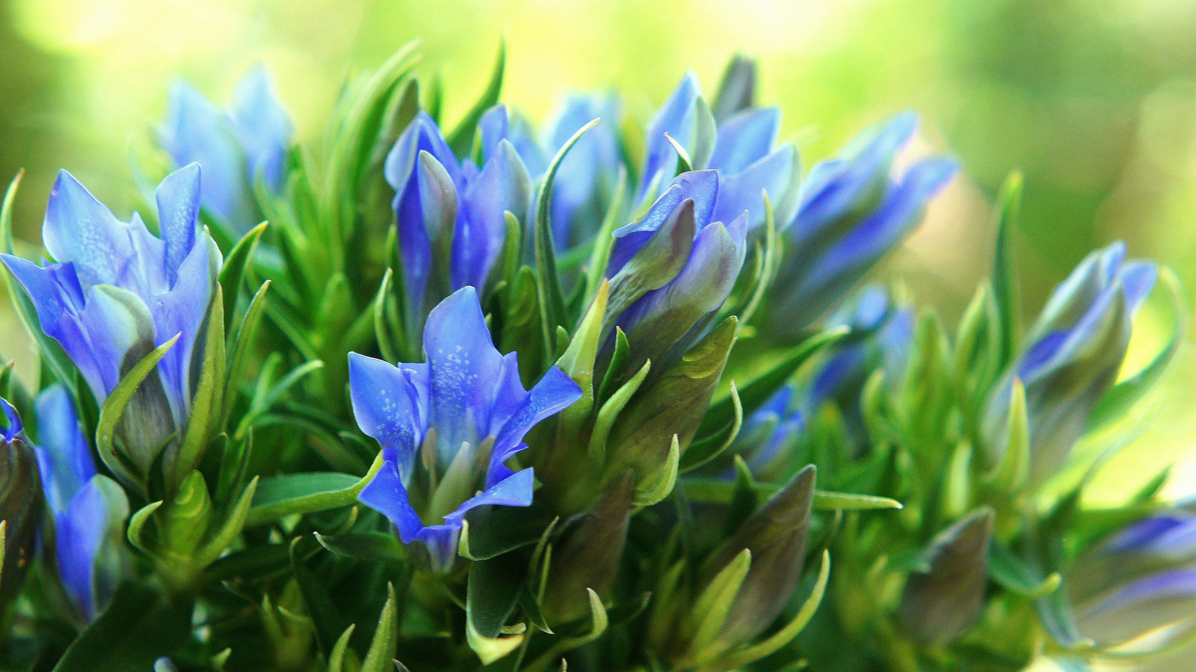 Nahaufnahme von lebhaften blauen Blumen, die auf einer Pflanze blühen