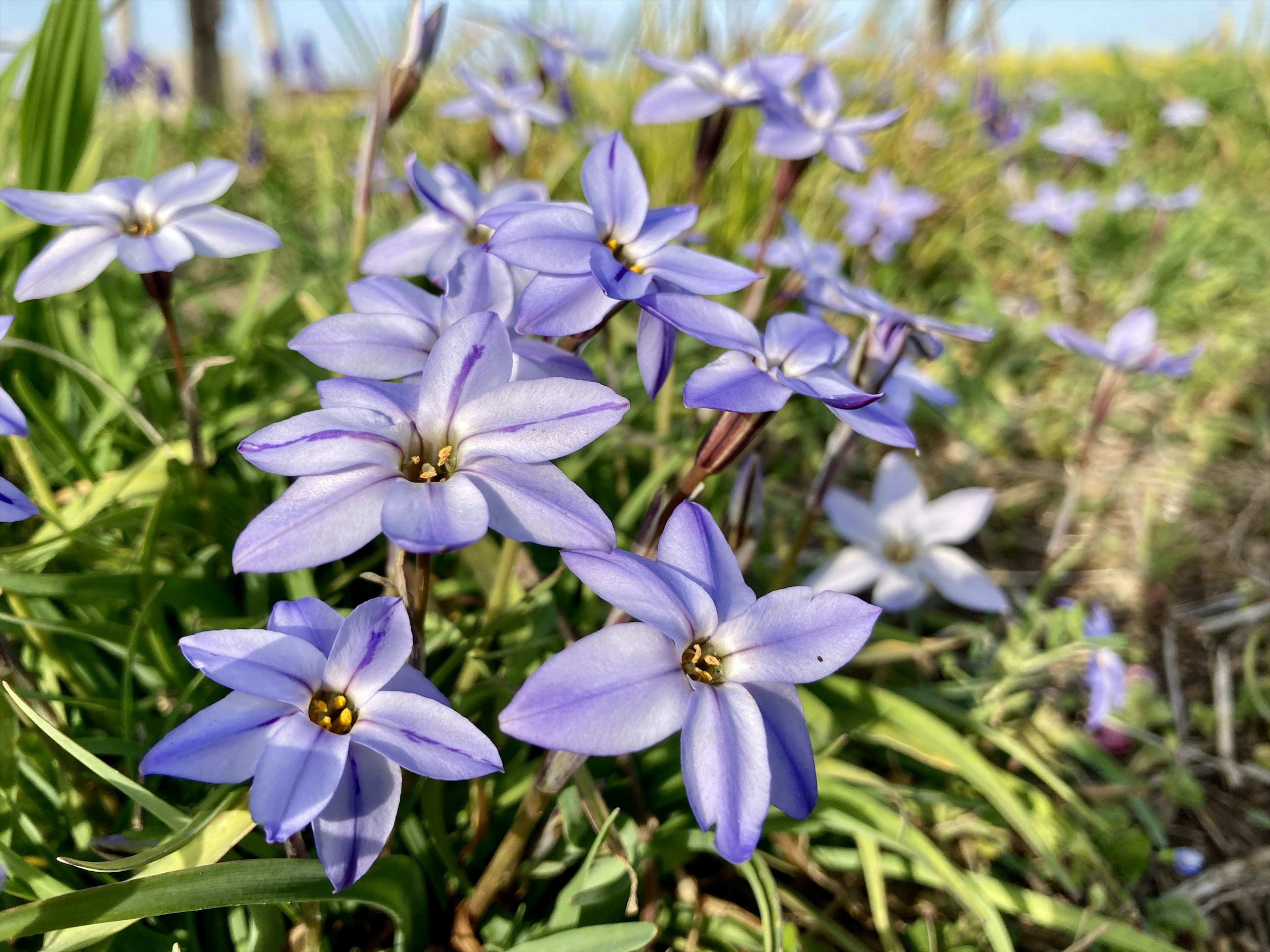 Un campo de flores moradas en flor con pétalos delicados