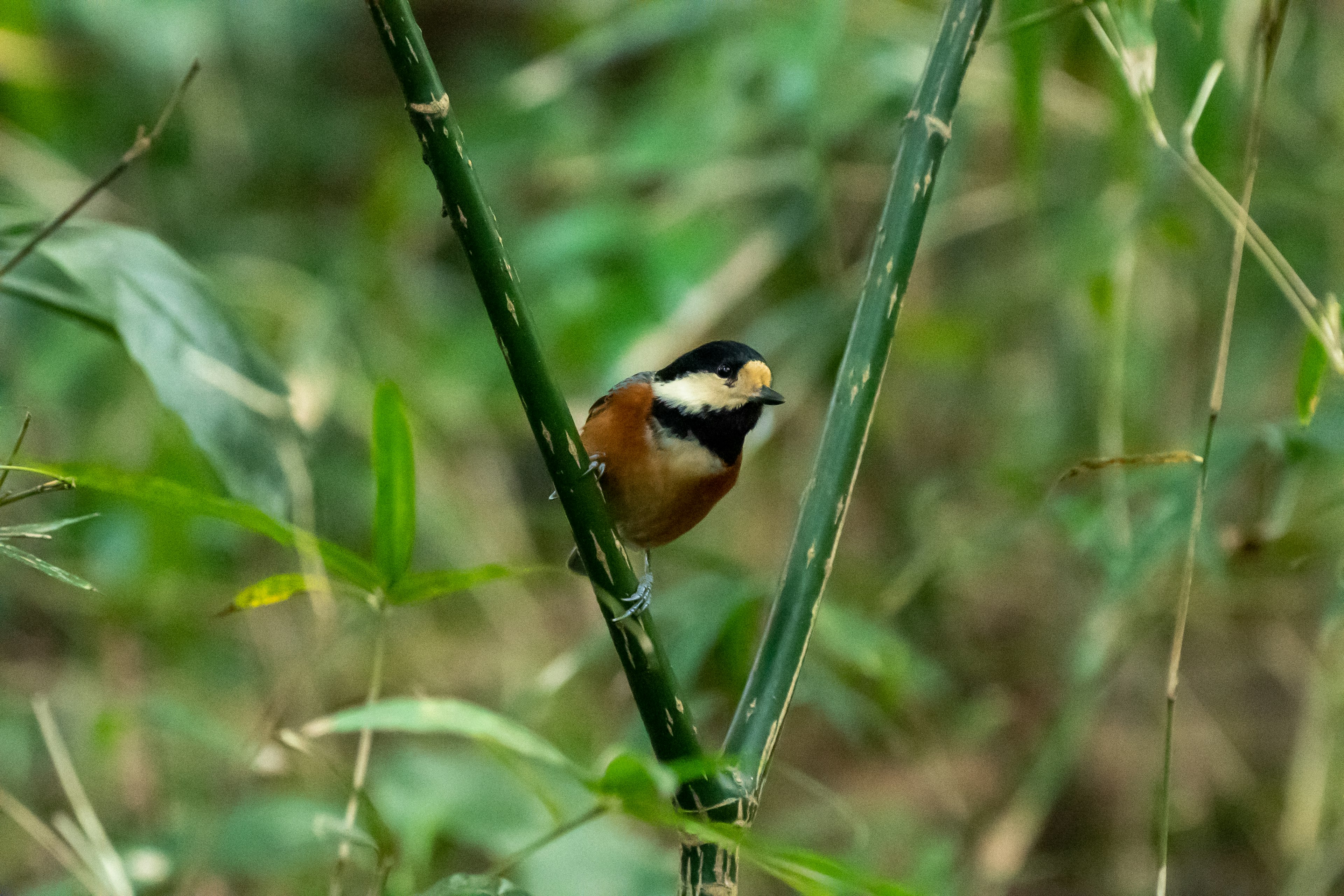 Un petit oiseau perché sur une tige de bambou au milieu d'un feuillage vert