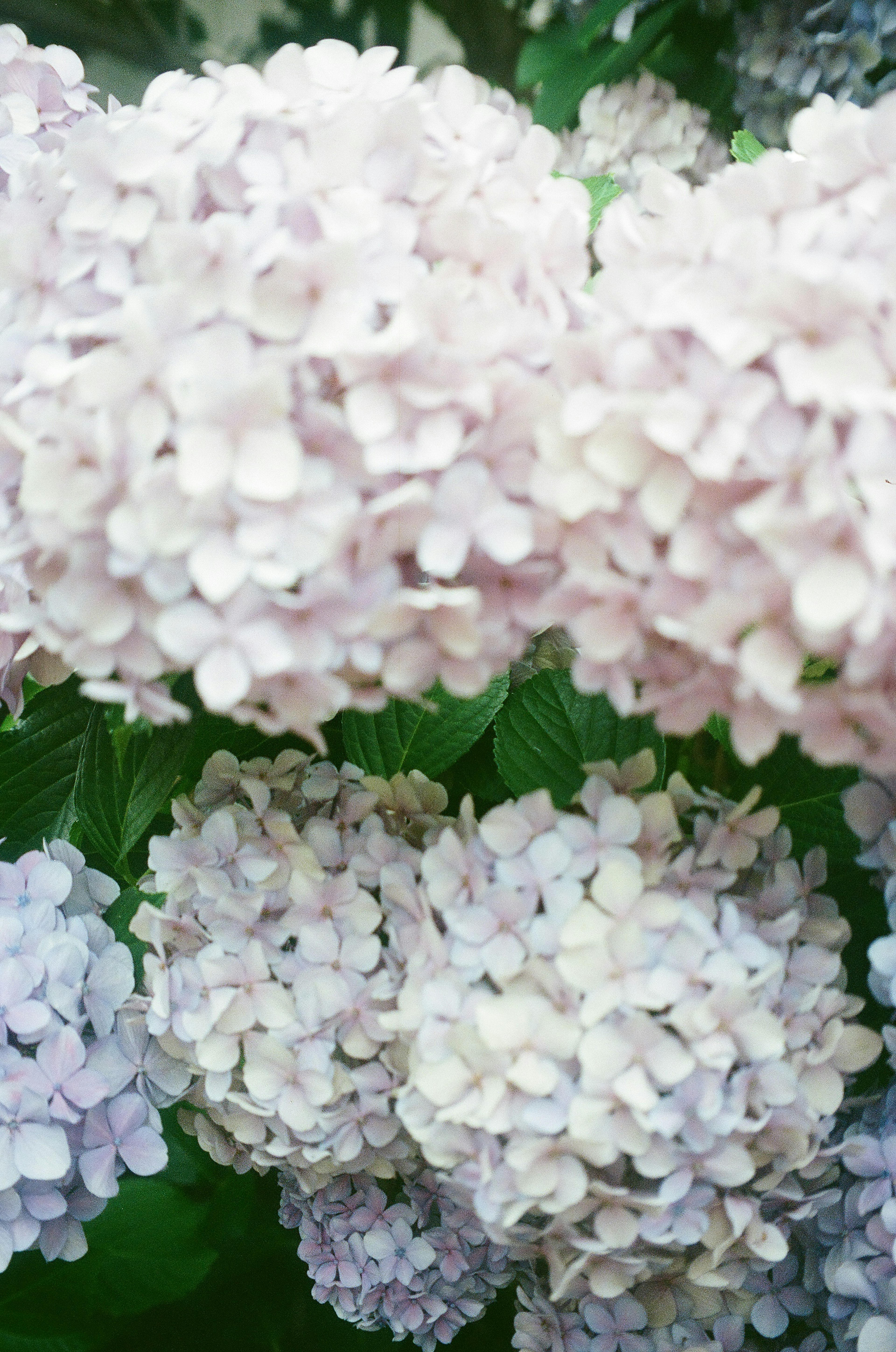 Blassfarbige Hortensienblüten in voller Blüte