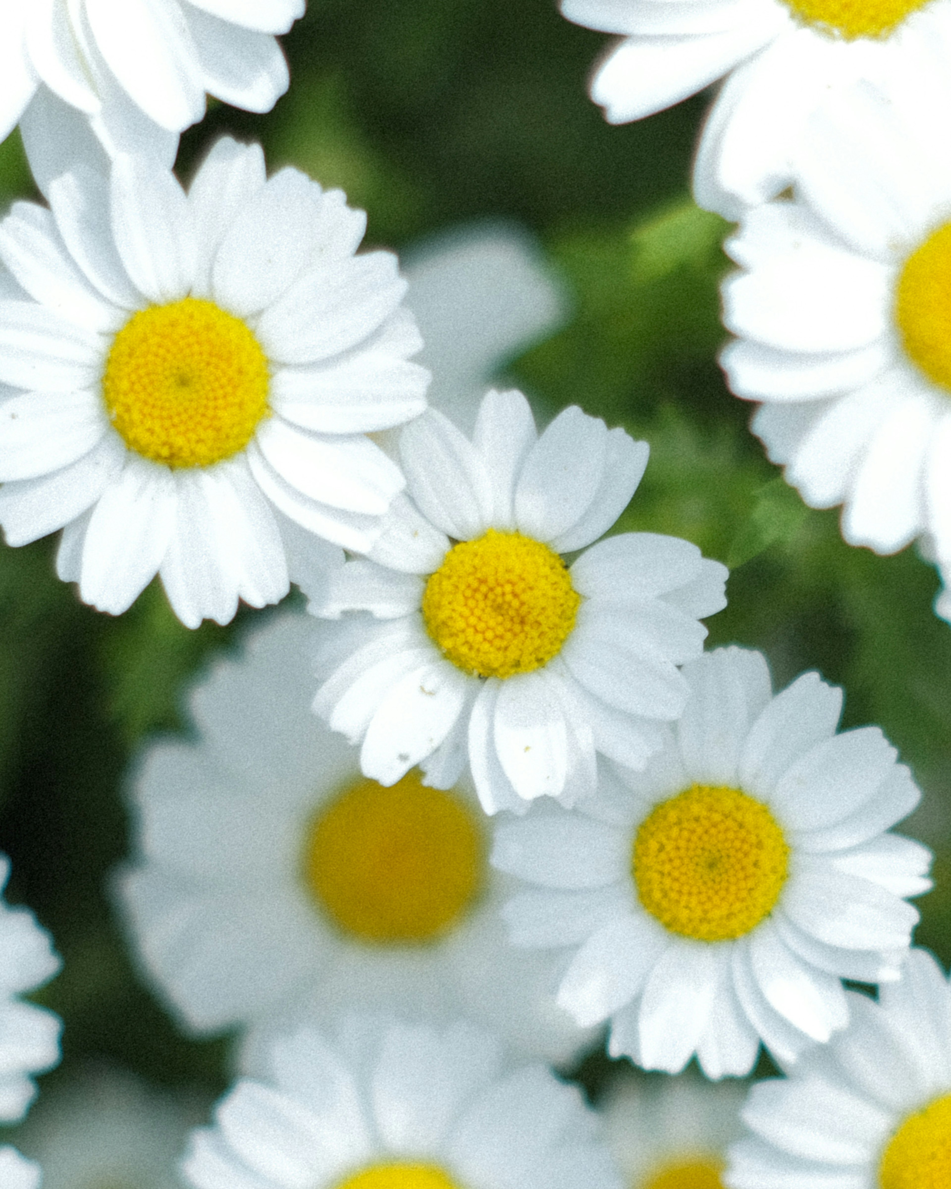 Primo piano di margherite con petali bianchi e centri gialli