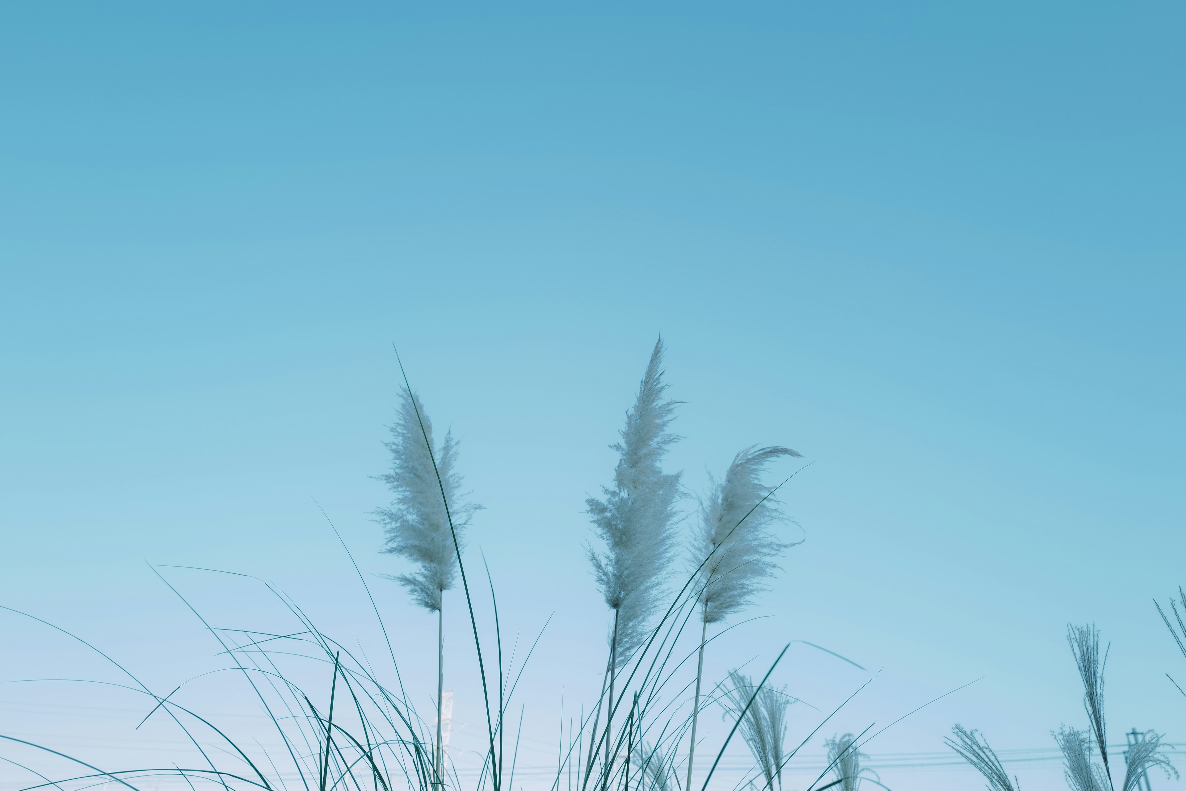 Plumas de hierba suave contra un cielo azul