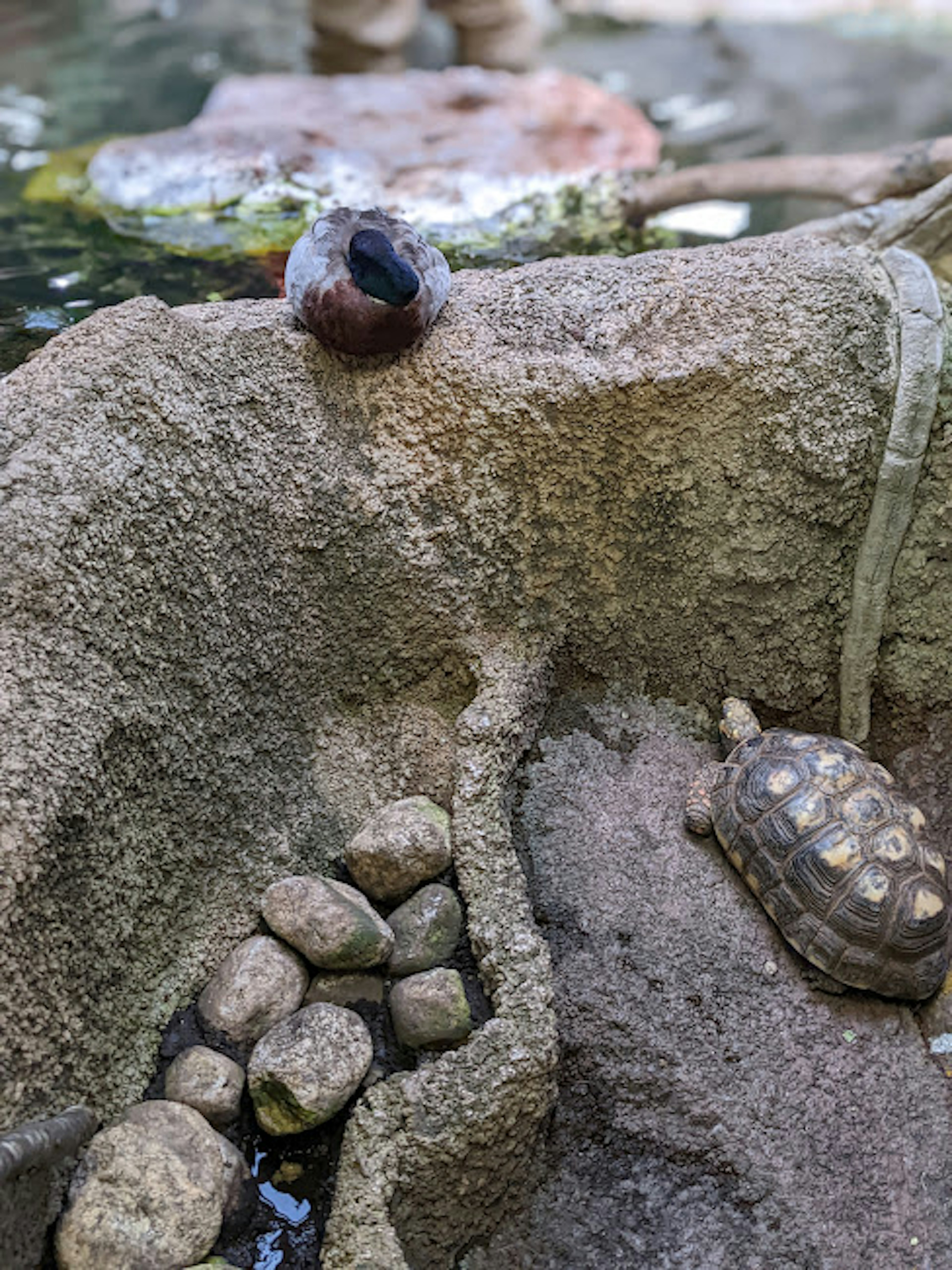 岩の上にいるカメと小石のある風景