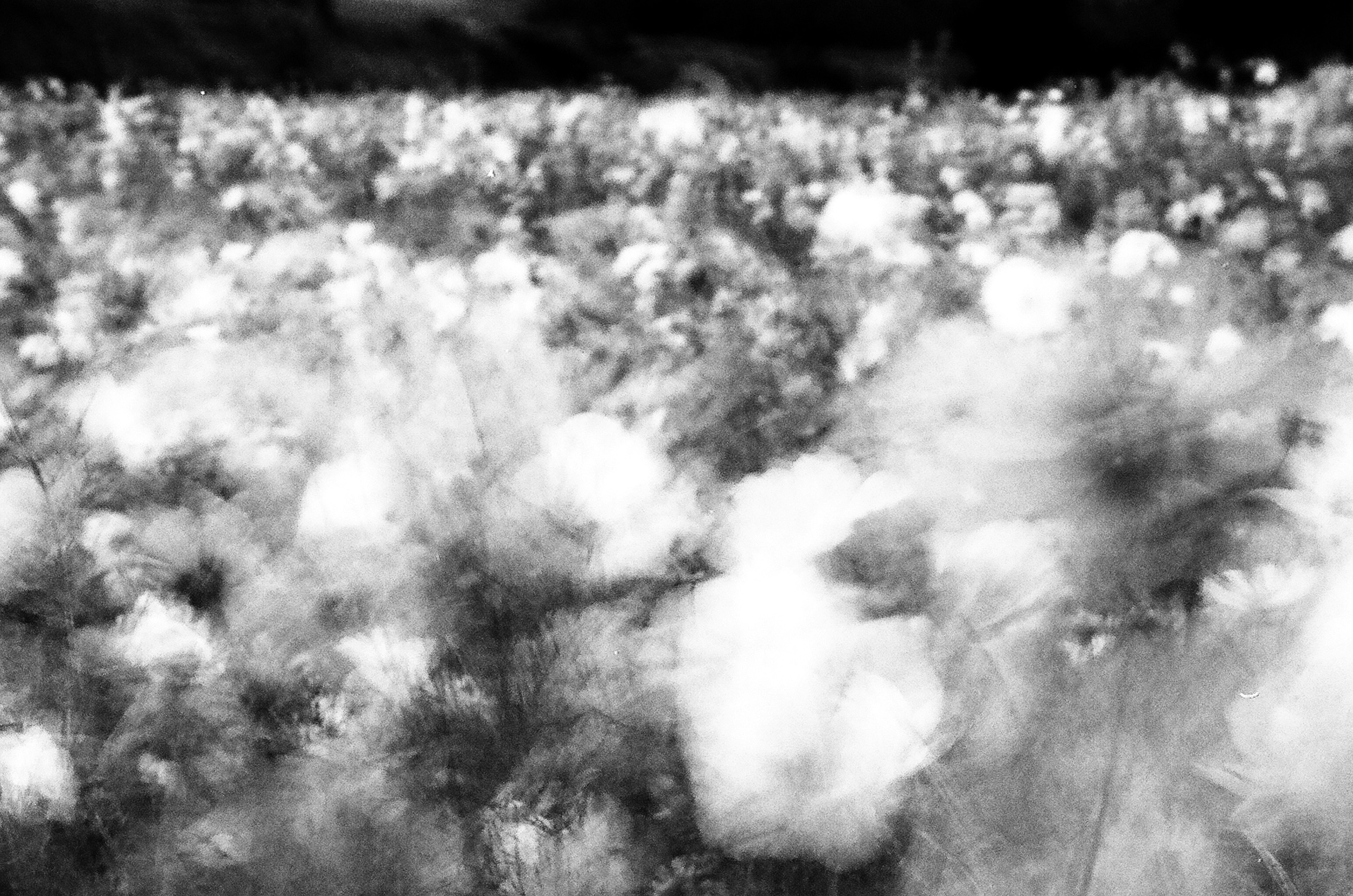 A monochrome field of soft cotton blooms