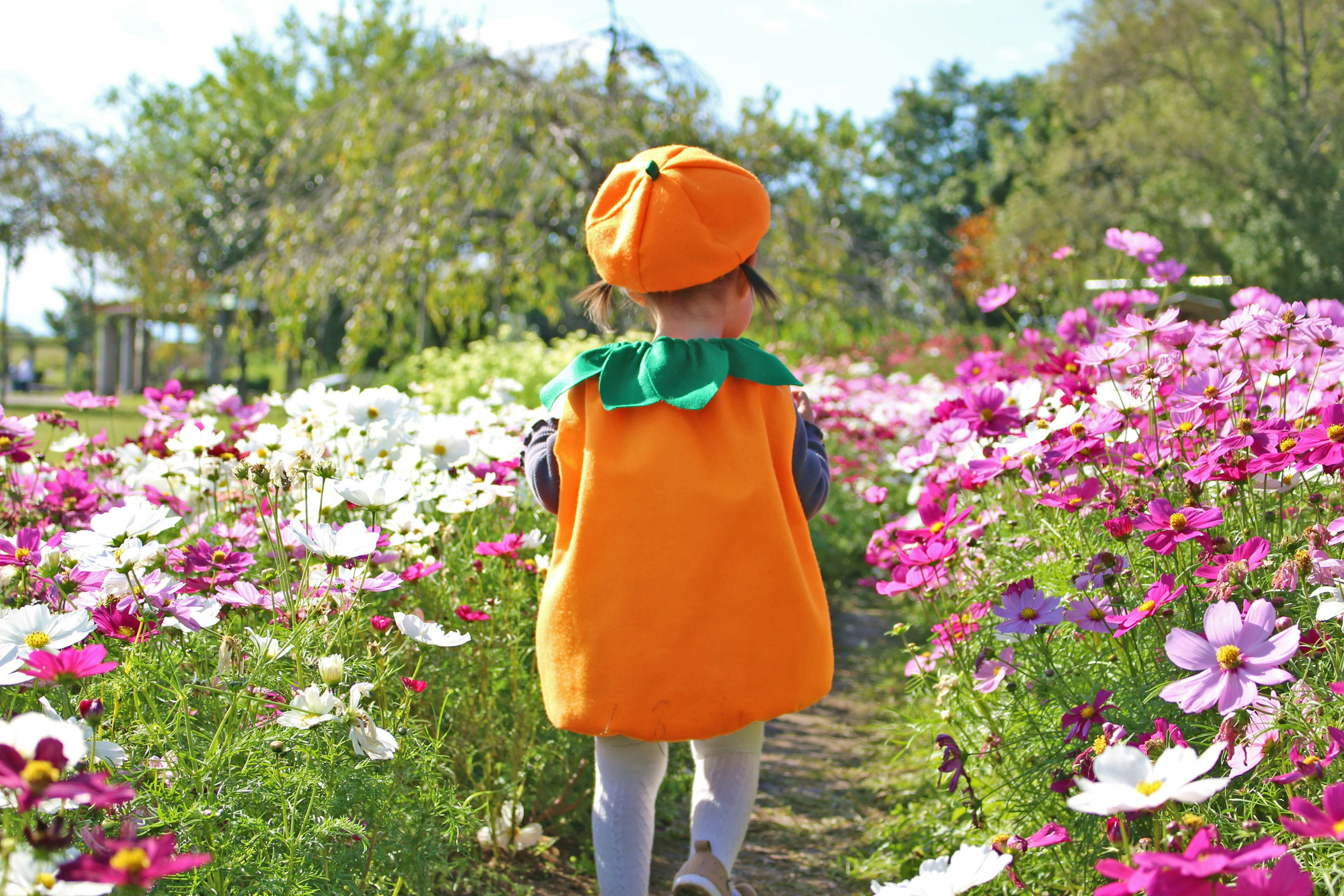 Child in an orange pumpkin costume walking through a flower field