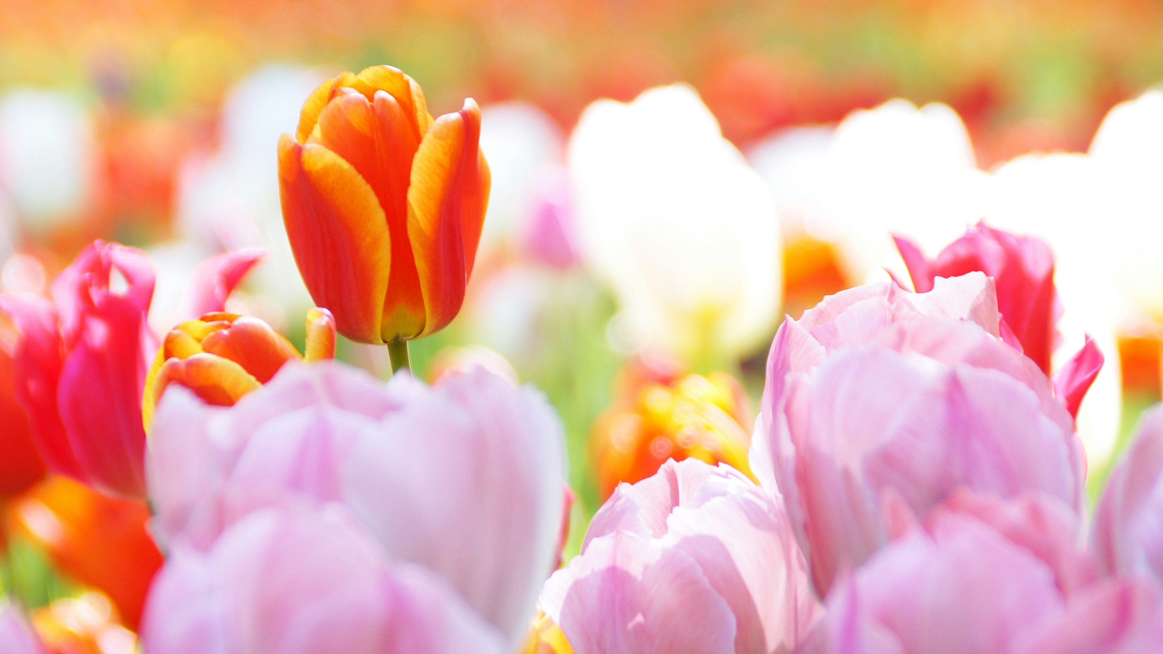 A vibrant tulip field with a prominent orange tulip among pink and white blooms