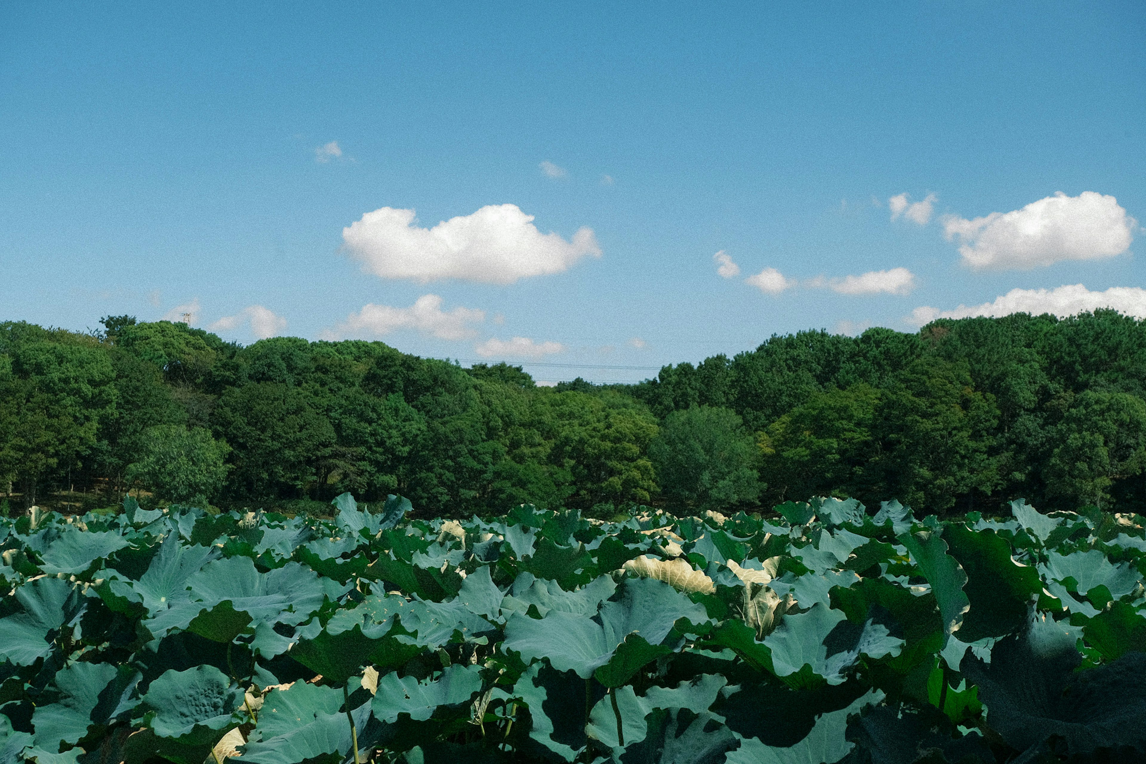 Lotusblätter unter einem blauen Himmel mit weißen Wolken und grünem Wald