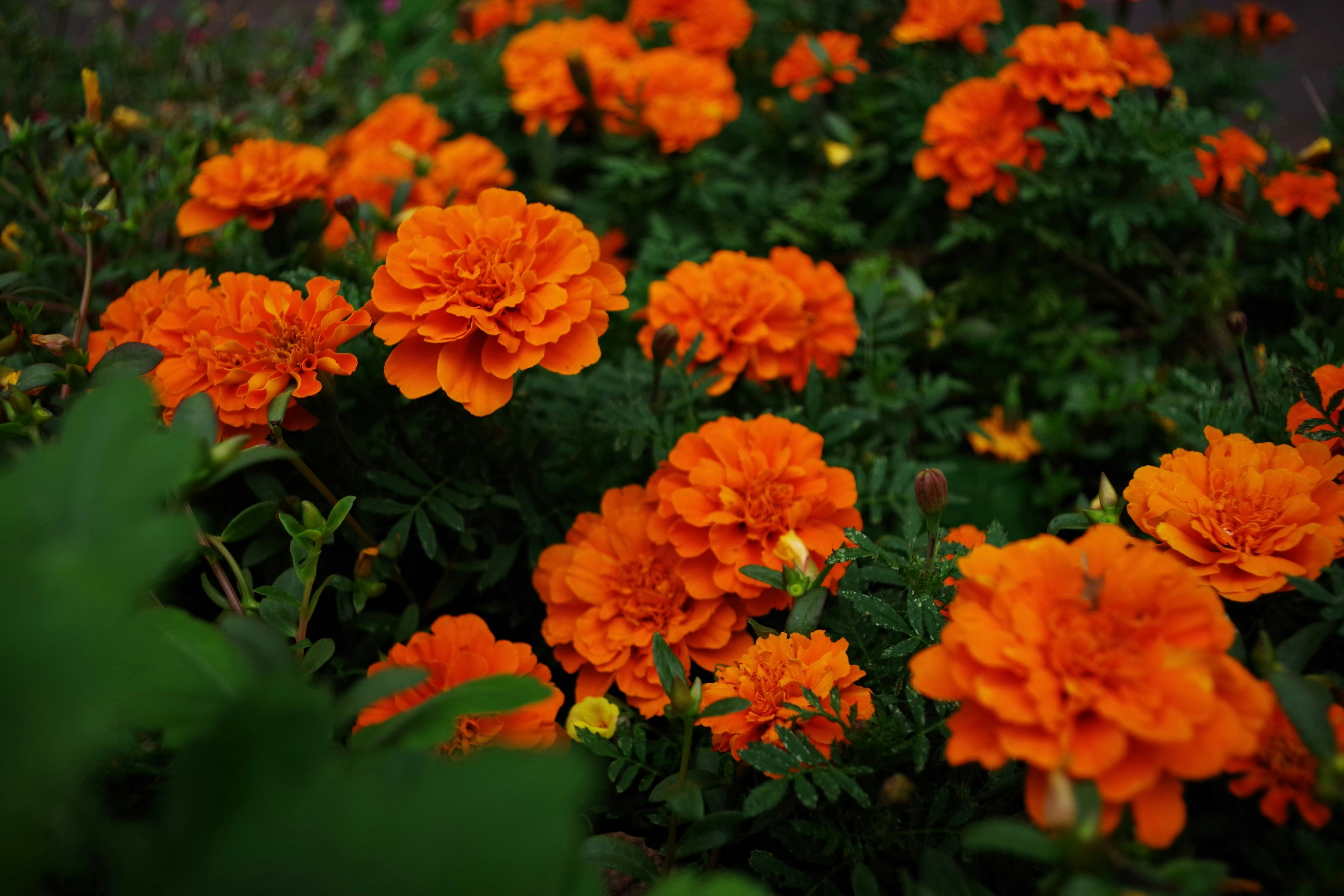 Bunga marigold oranye cerah mekar di taman