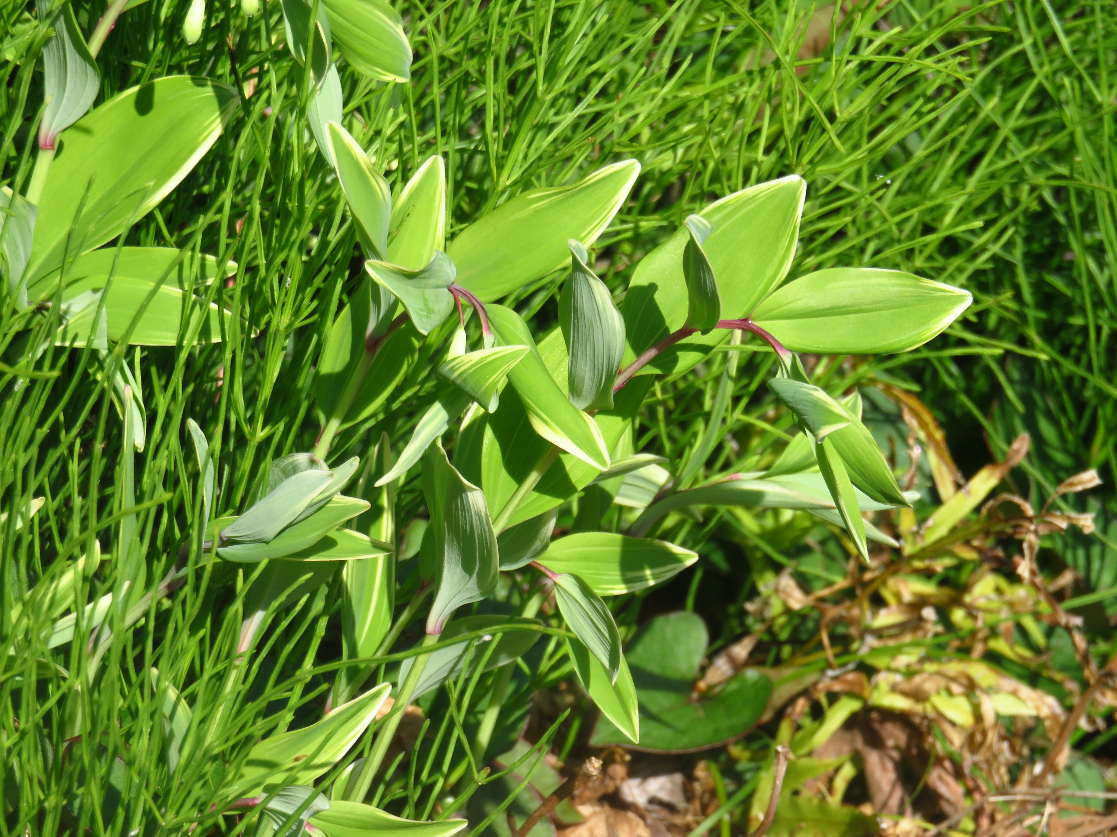 Imagen de una planta con hojas verdes distintivas creciendo en un suelo herboso