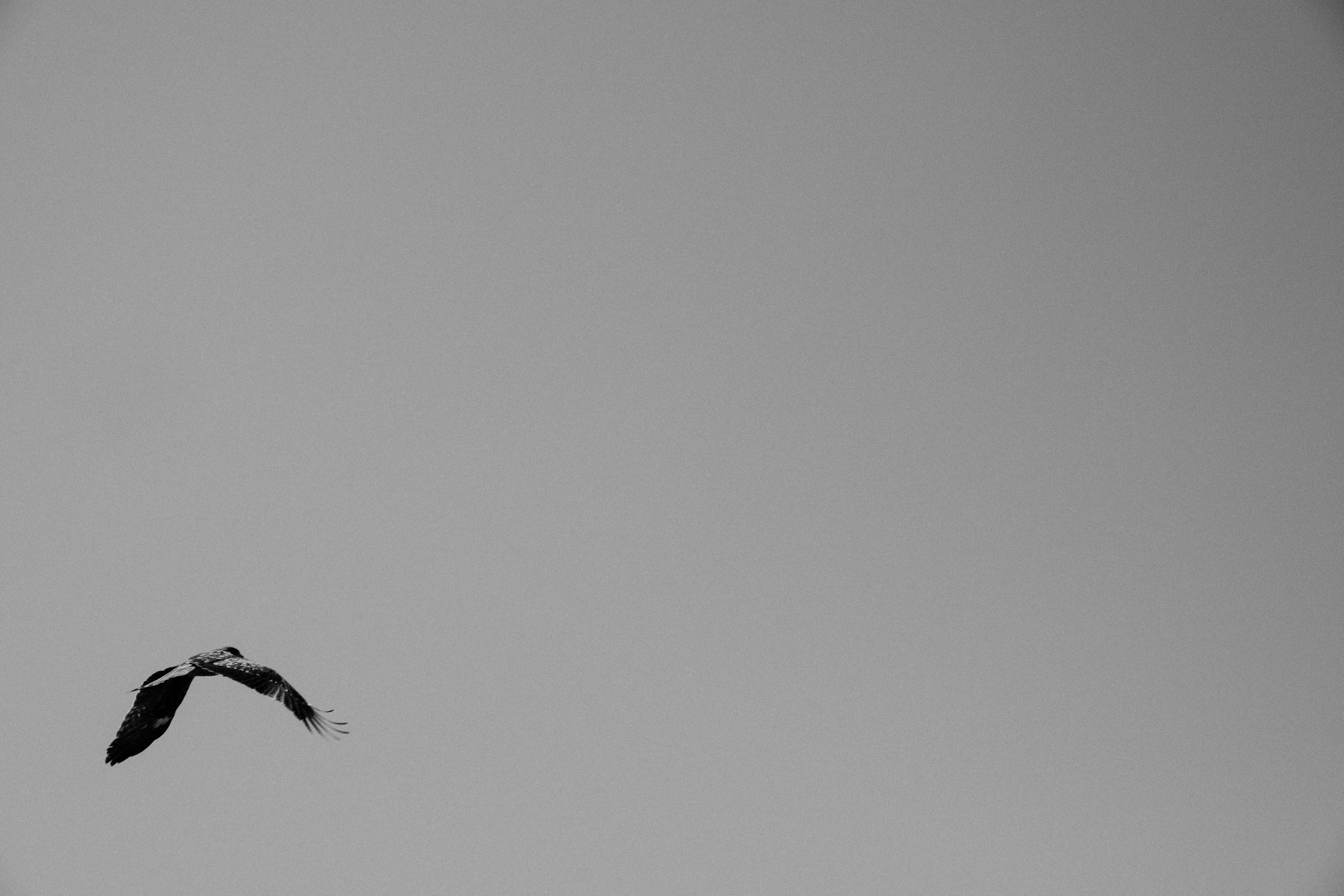 Silhouette of a bird flying against a gray sky