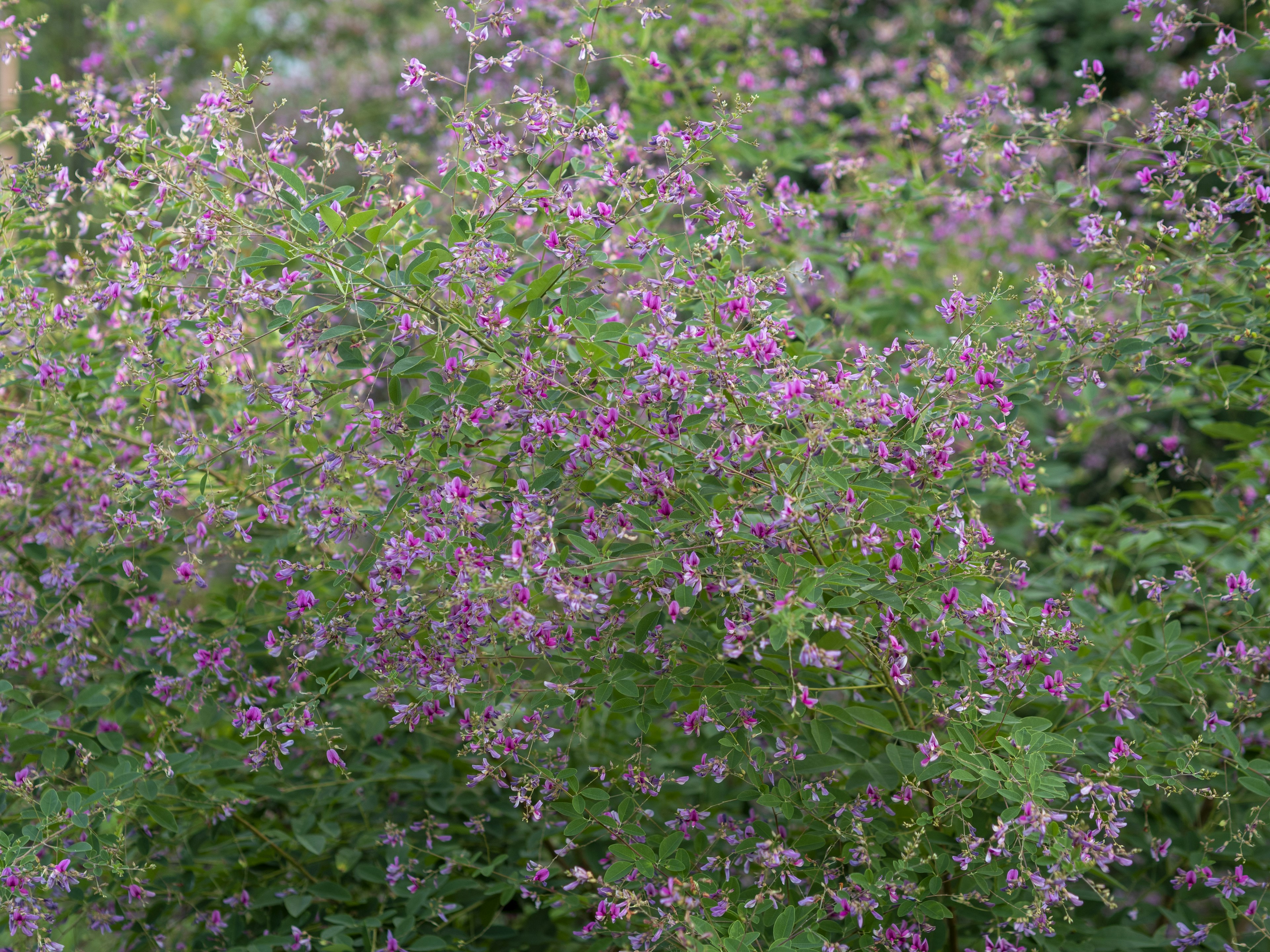 Buisson avec des fleurs violettes claires sur fond vert