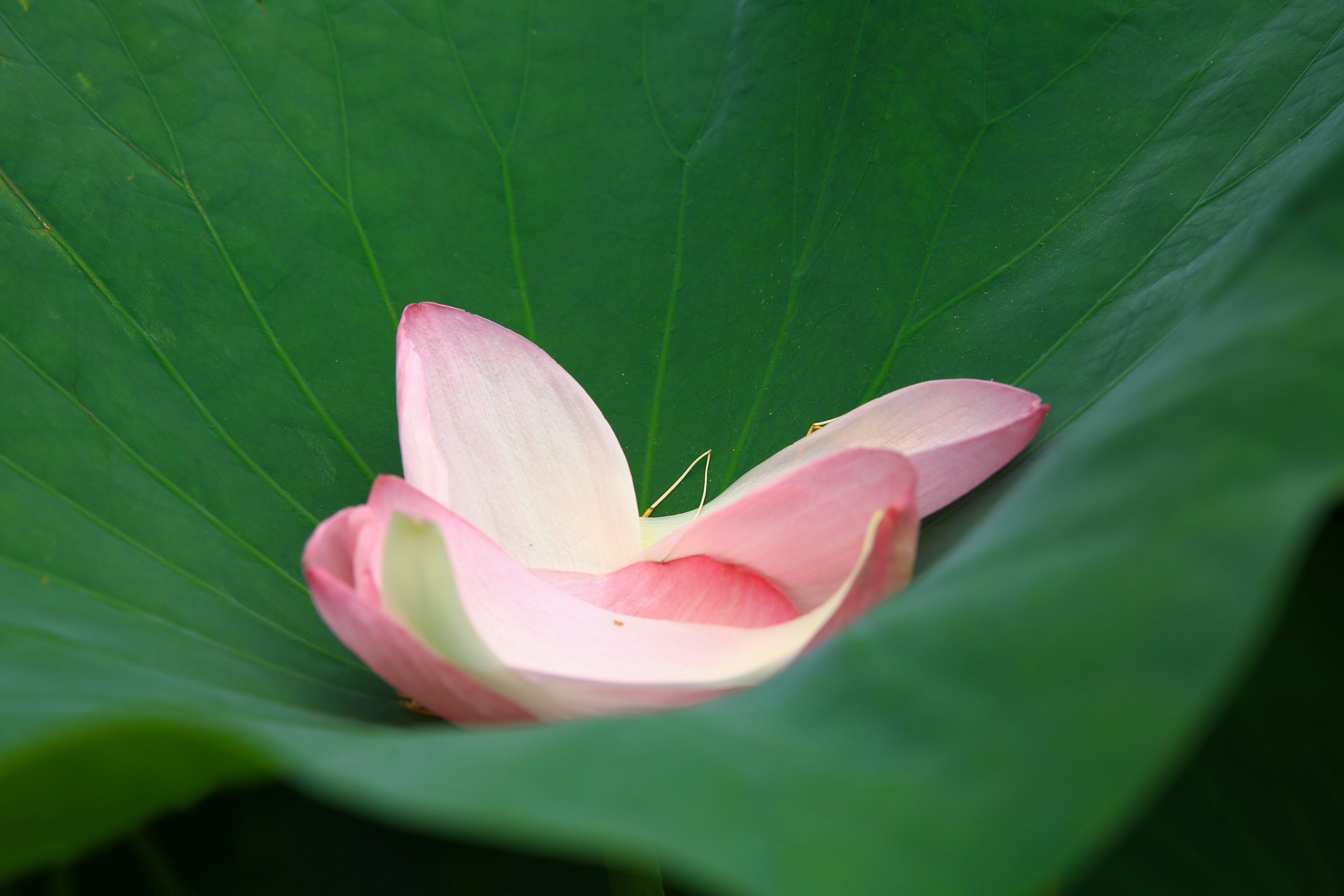 ดอกบัวสีชมพูสวยบนใบเขียว