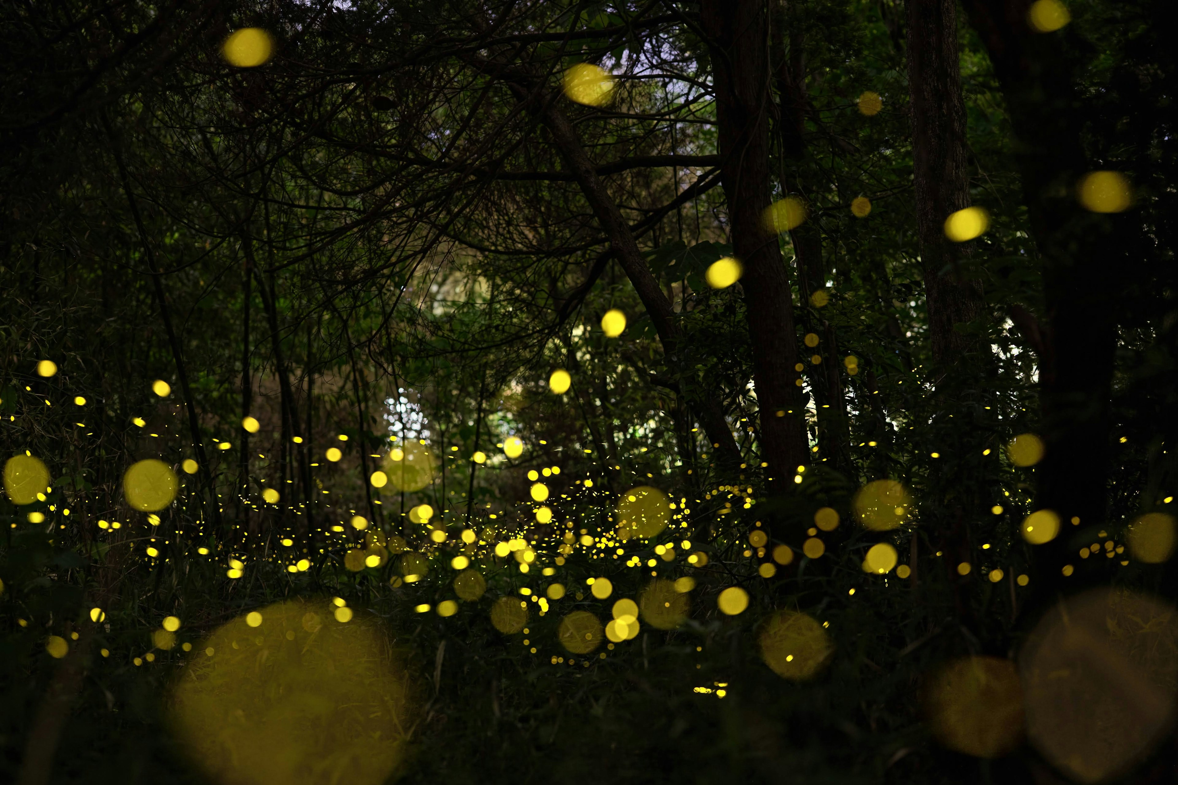 A magical scene of glowing fireflies in a forest at dusk