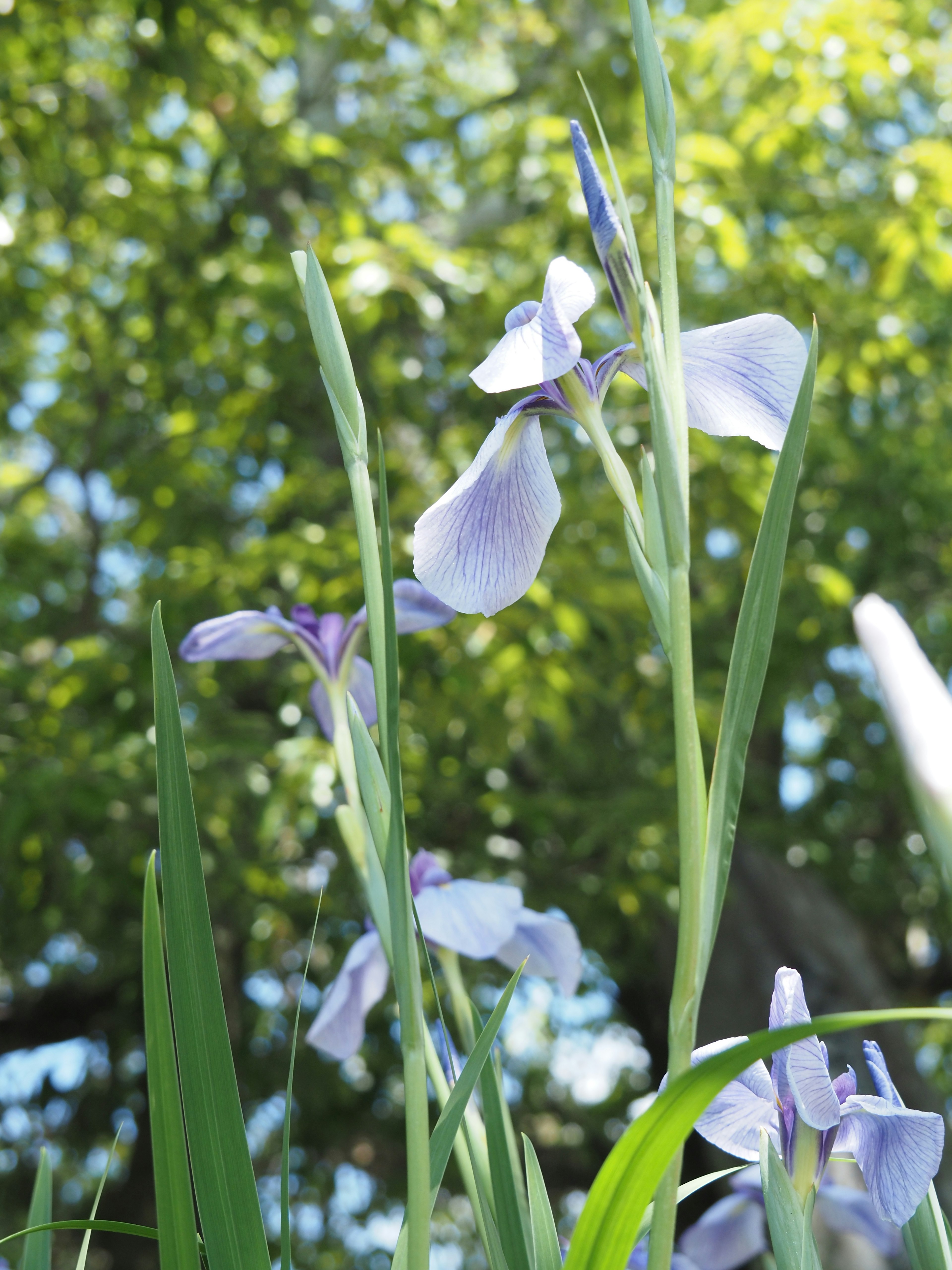 青紫色の花が緑の草の中で咲いている光景