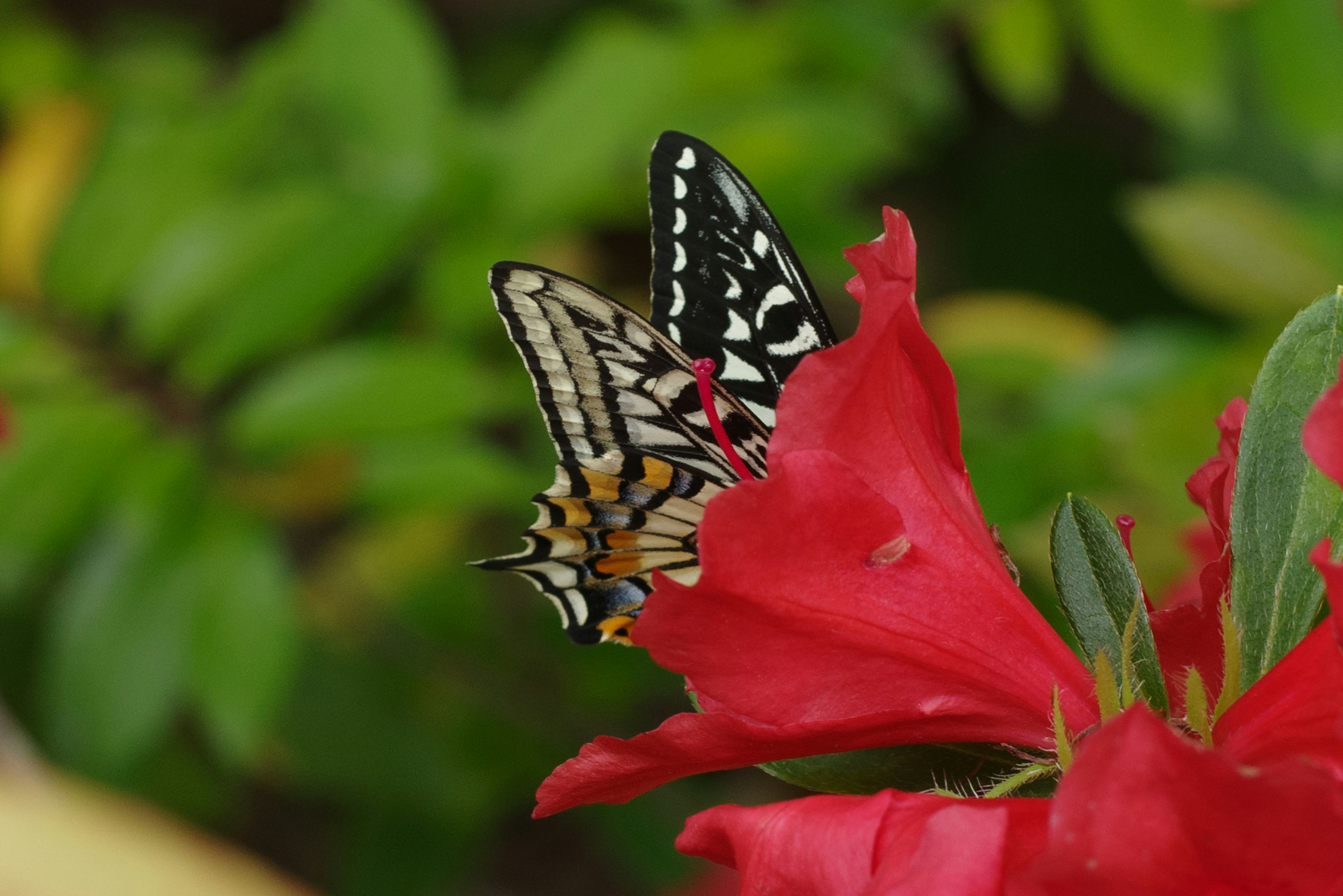 Close-up of a butterfly perched on a red flower